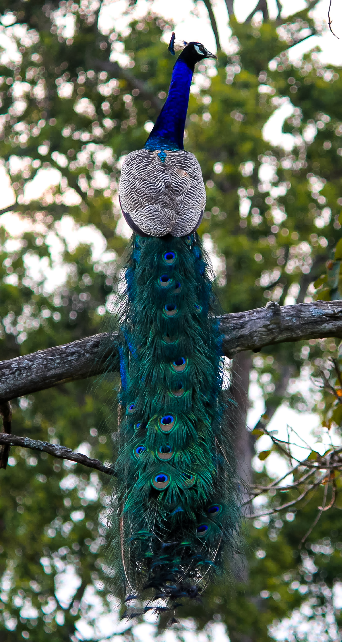 Peacock with long beautiful tail sitting on branch
