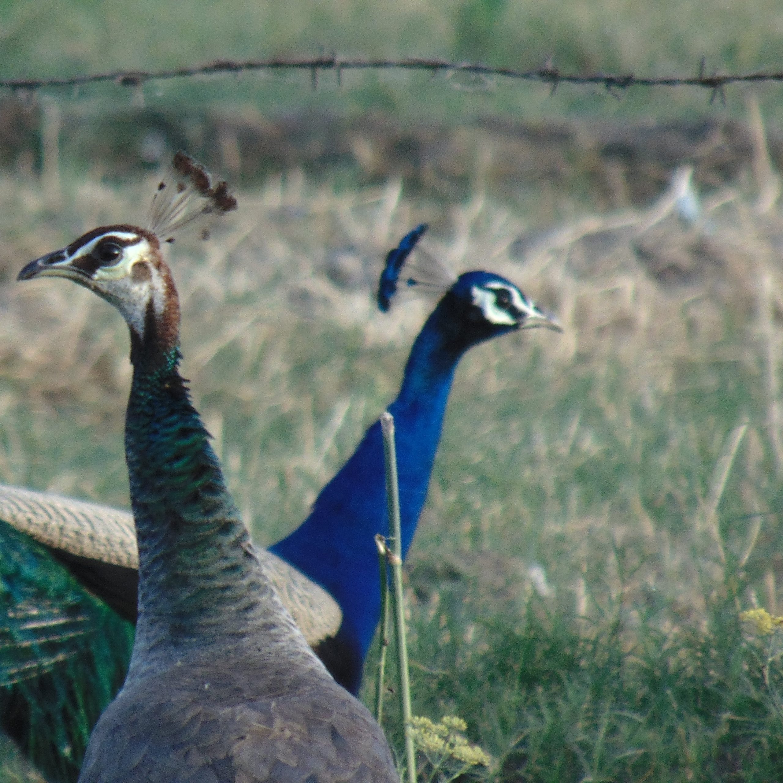 Peacocks in a wildlife park