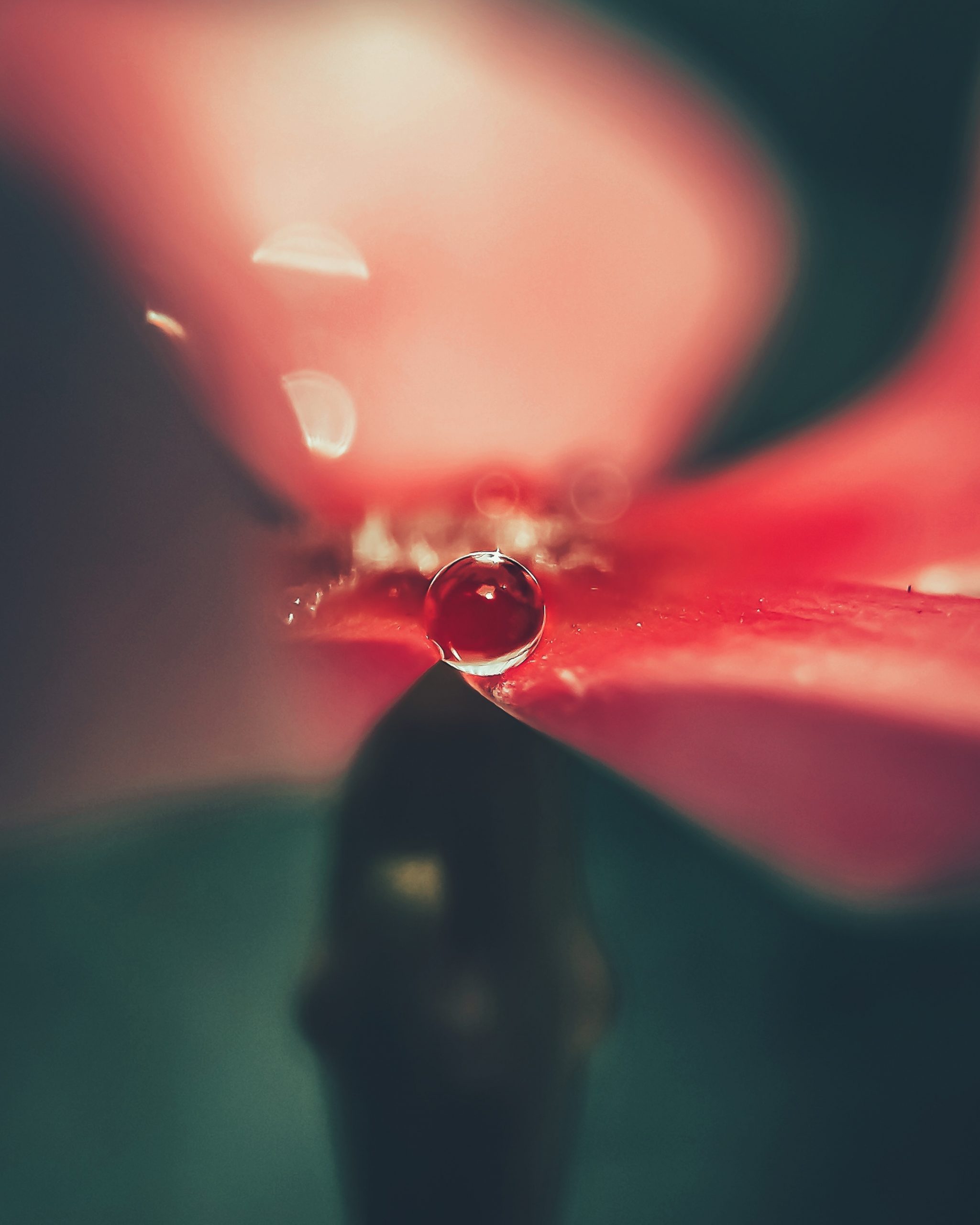 Raindrop on a flower