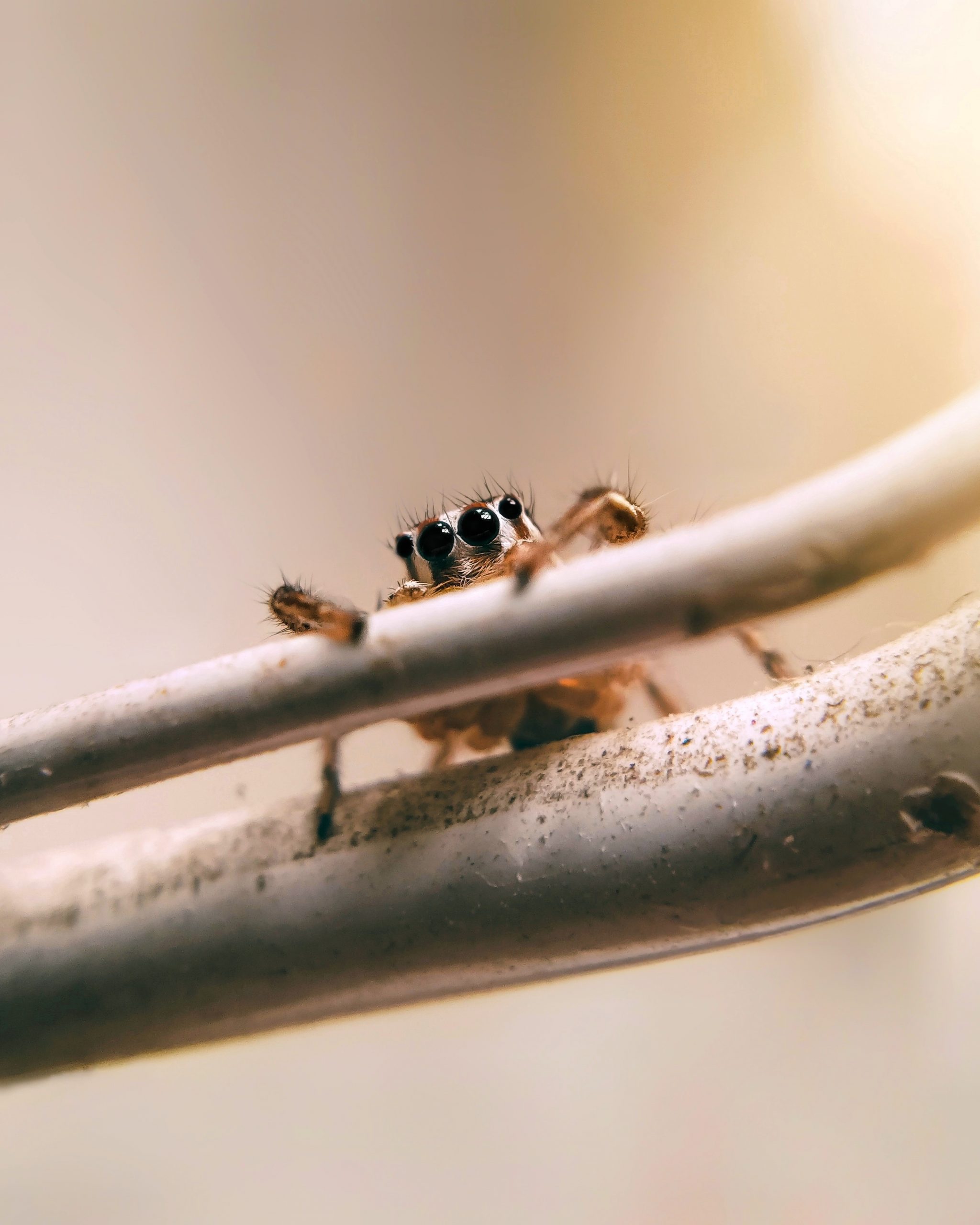 Peeking Spider