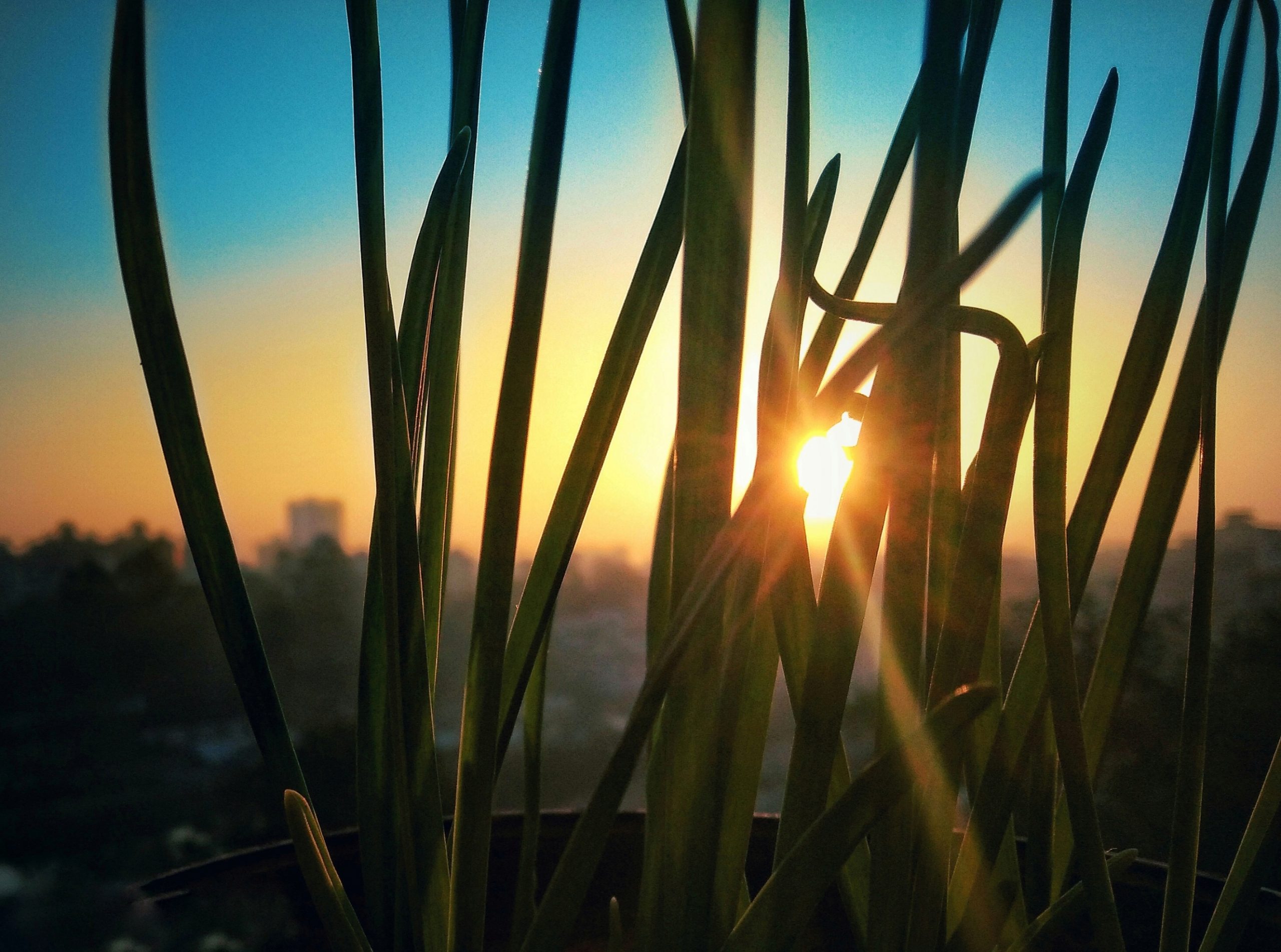 Peeking Sunlight