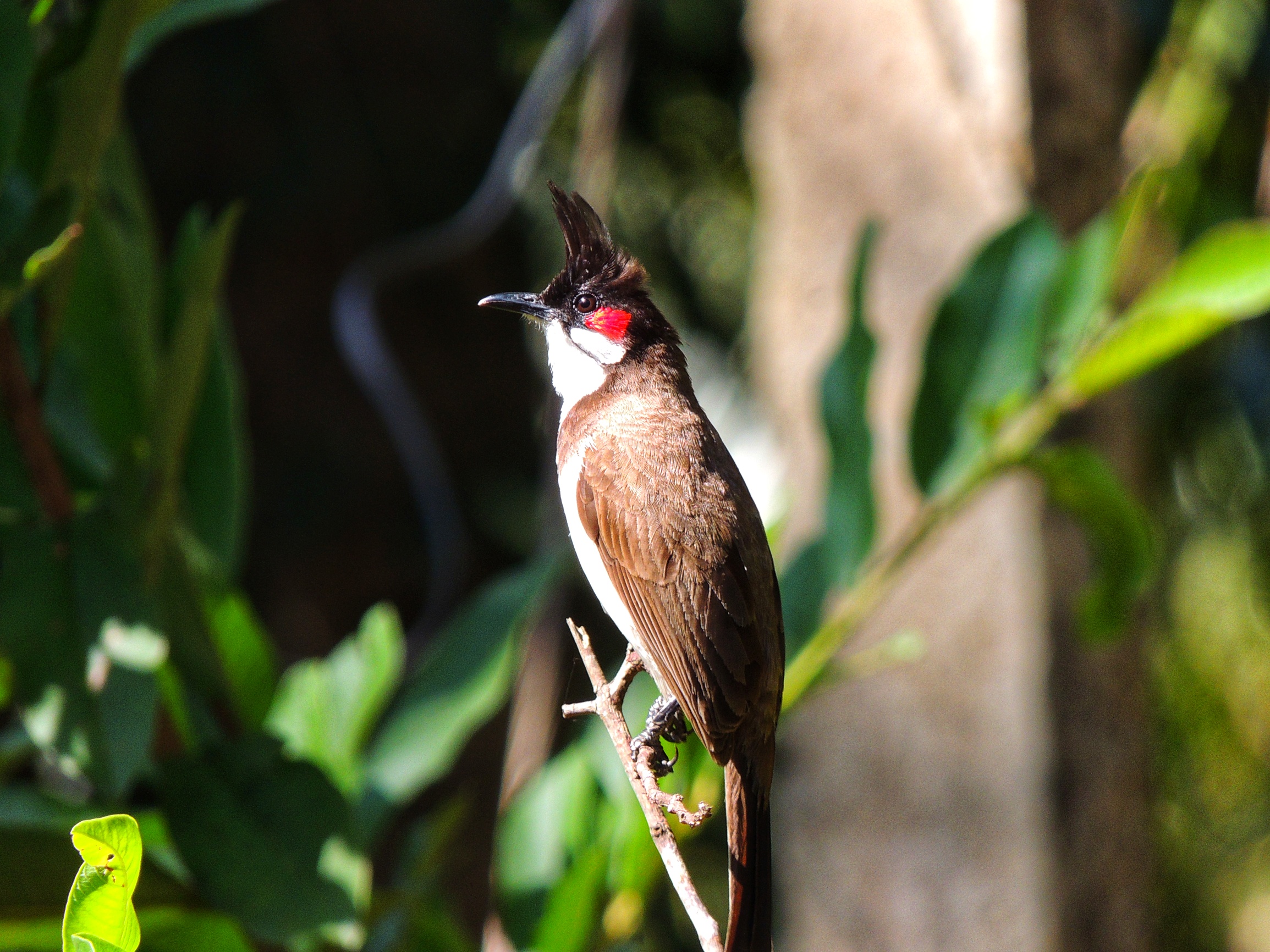 Perching Bulbul