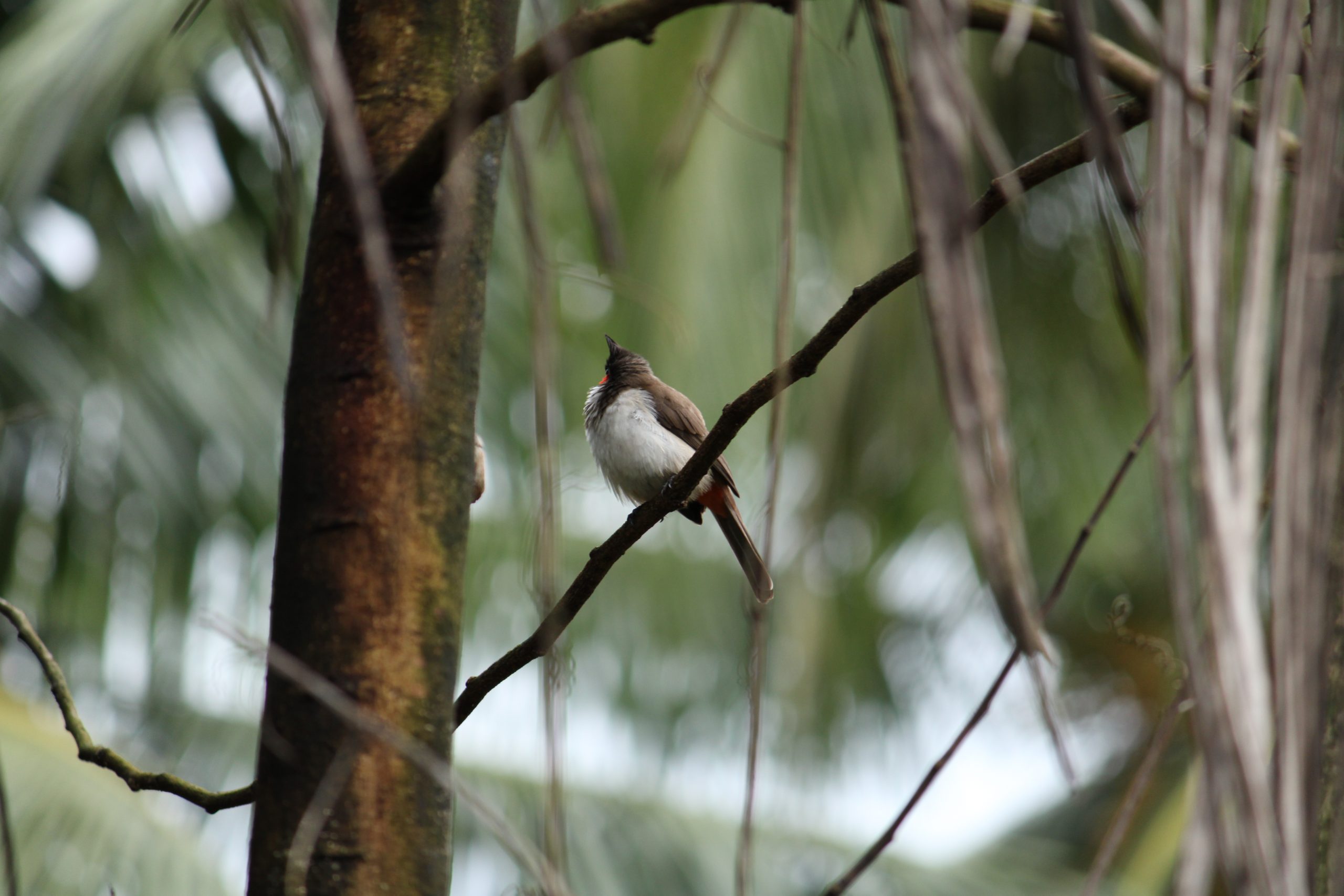 Perching Sparrow