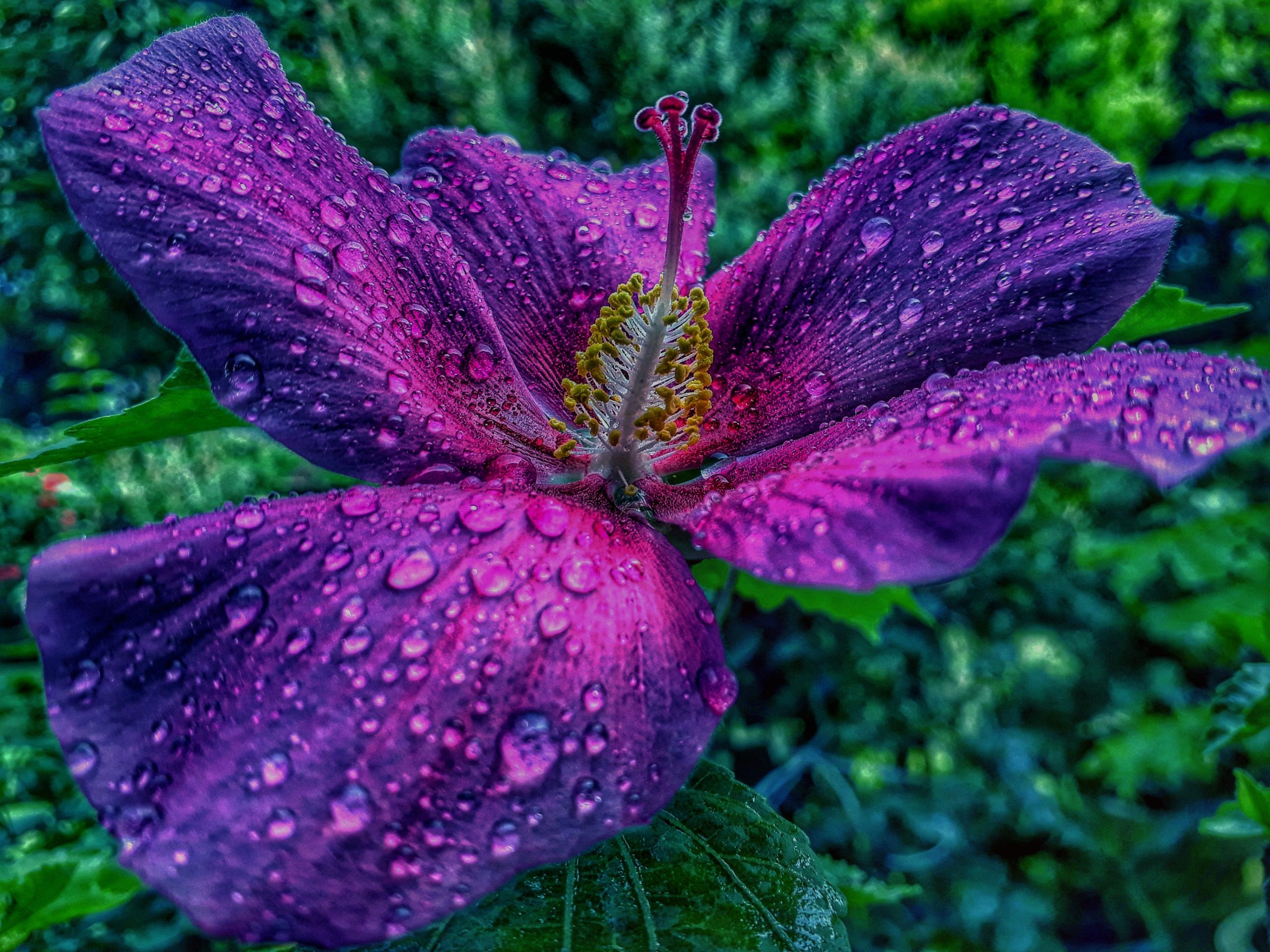 Raindrop flower