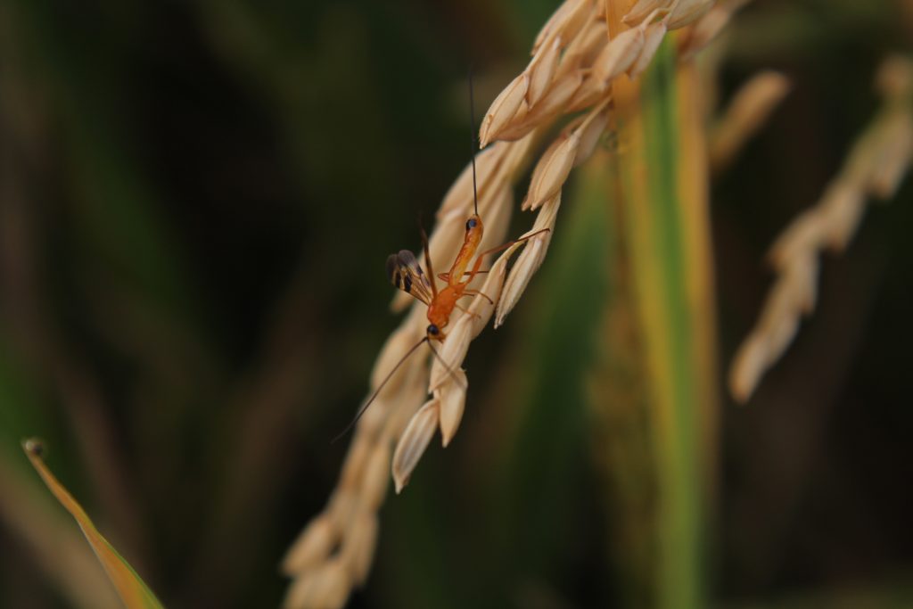 pest-on-rice-plant-pixahive