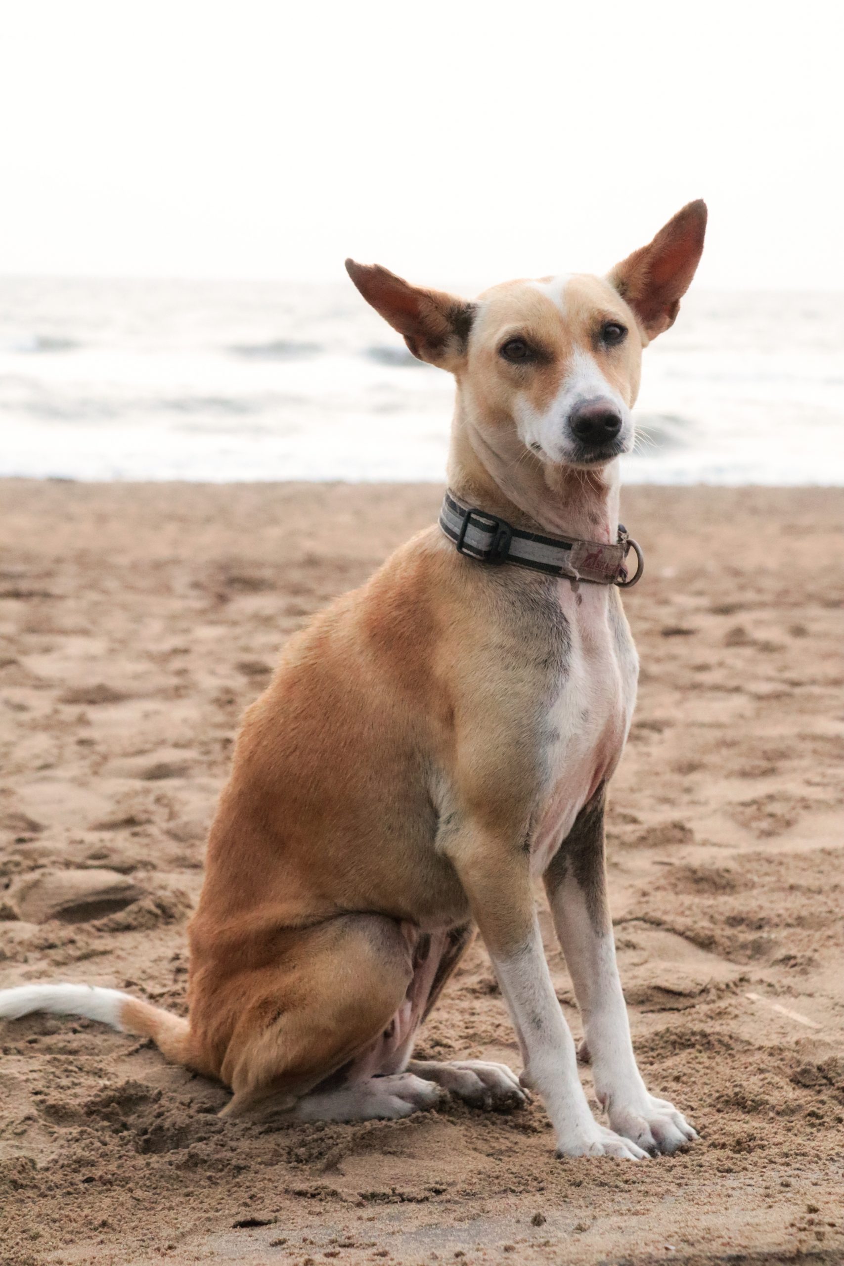 Pet dog on a beach