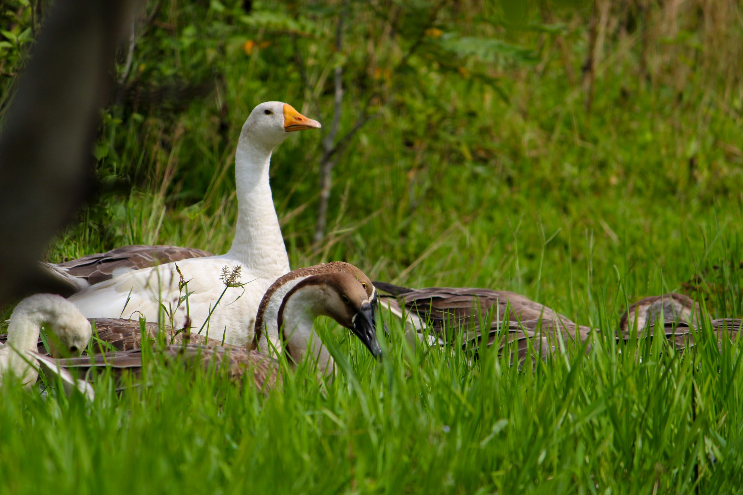 Photo of a Swan in the Sweet Grass