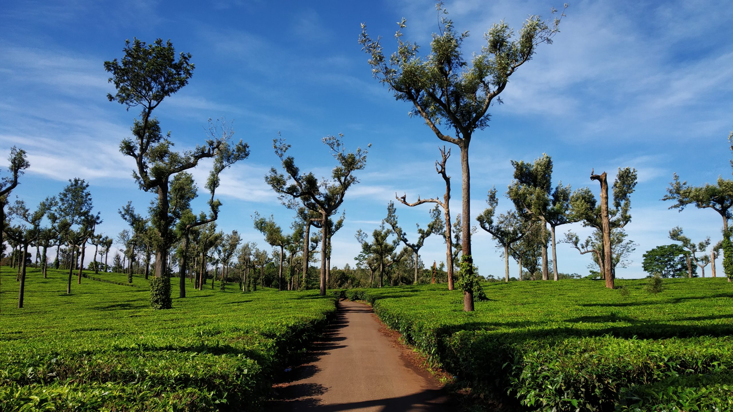 Beautiful poopara tea plantation