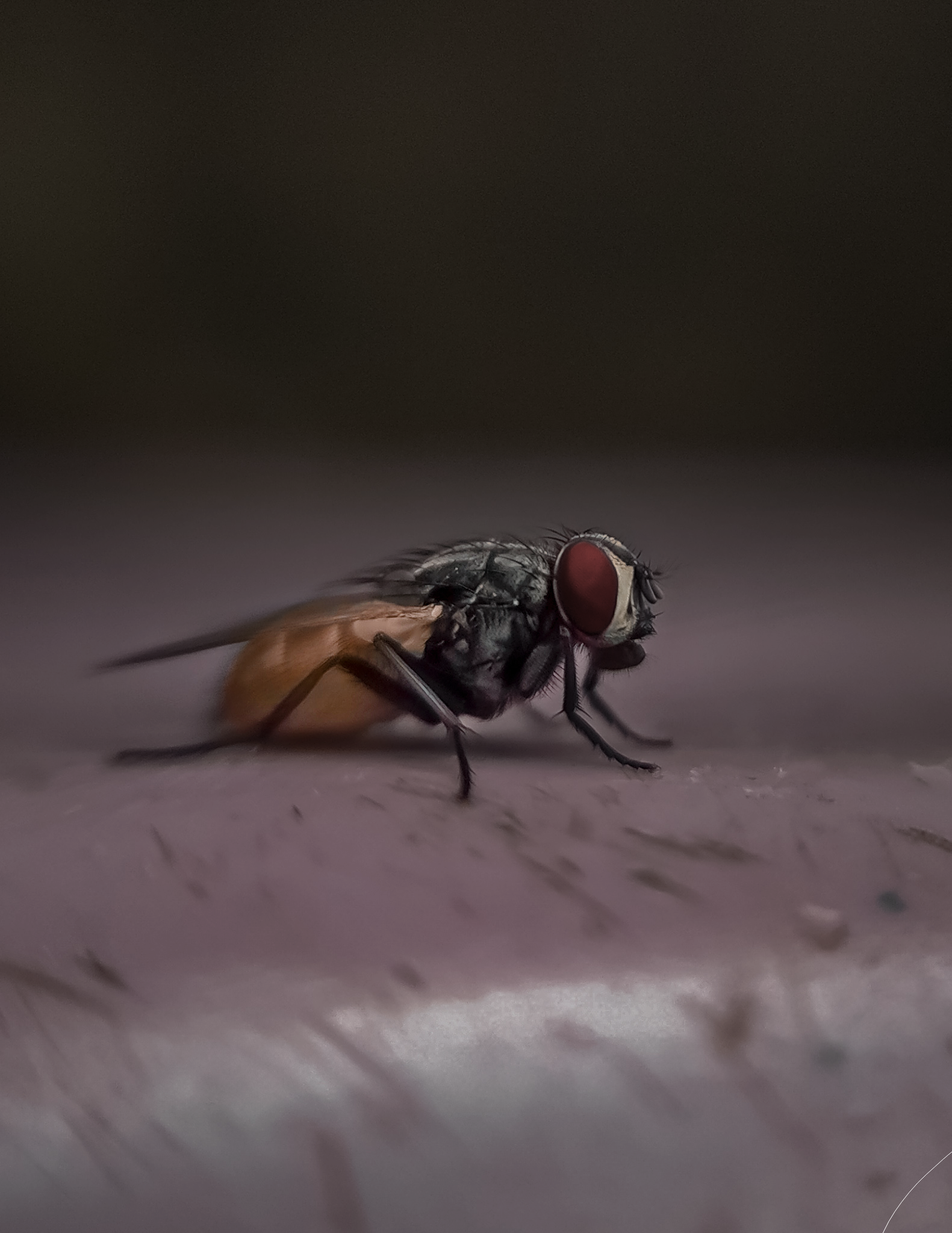 Housefly