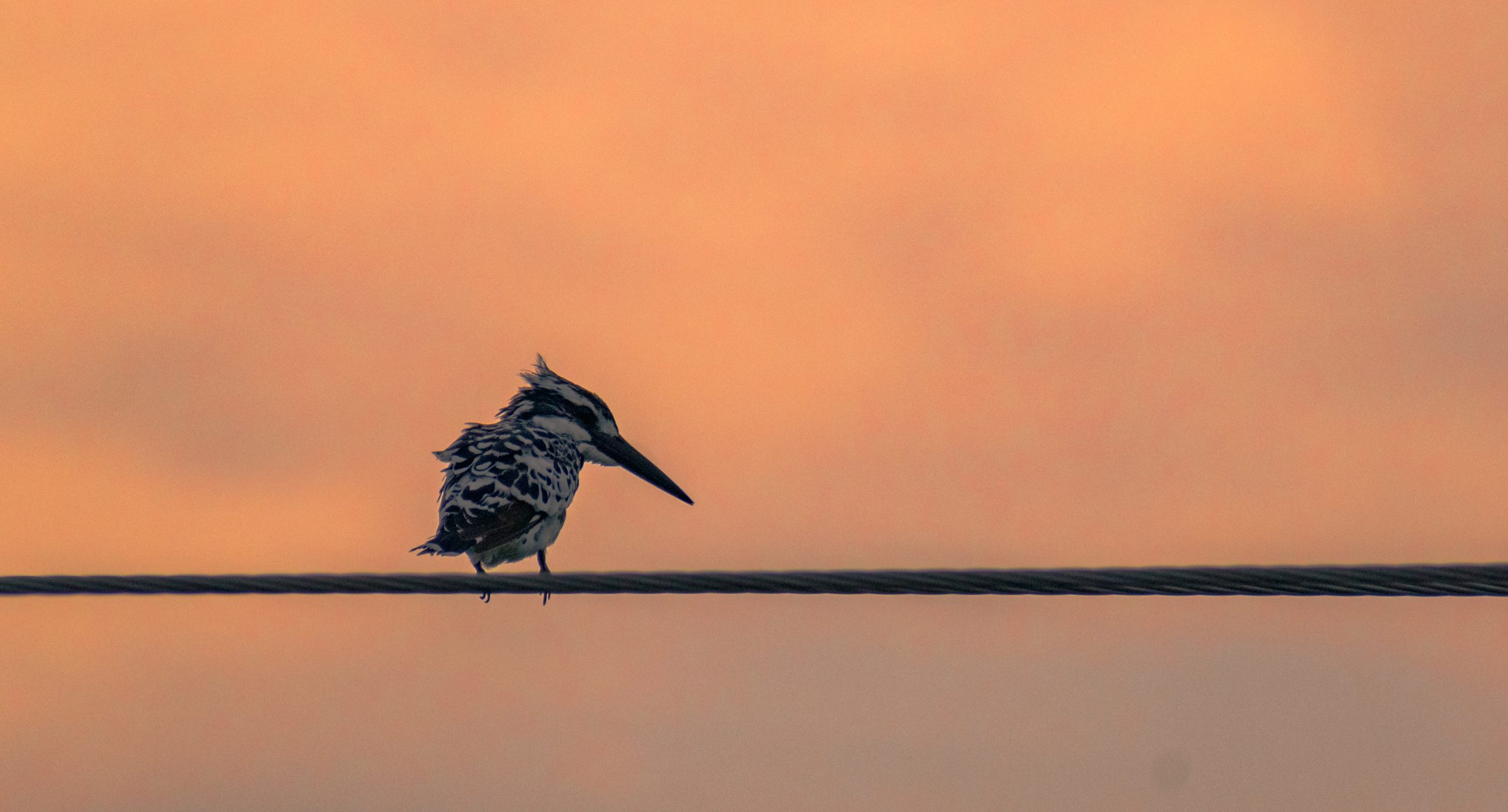 kingfisher sitting on electrical wire