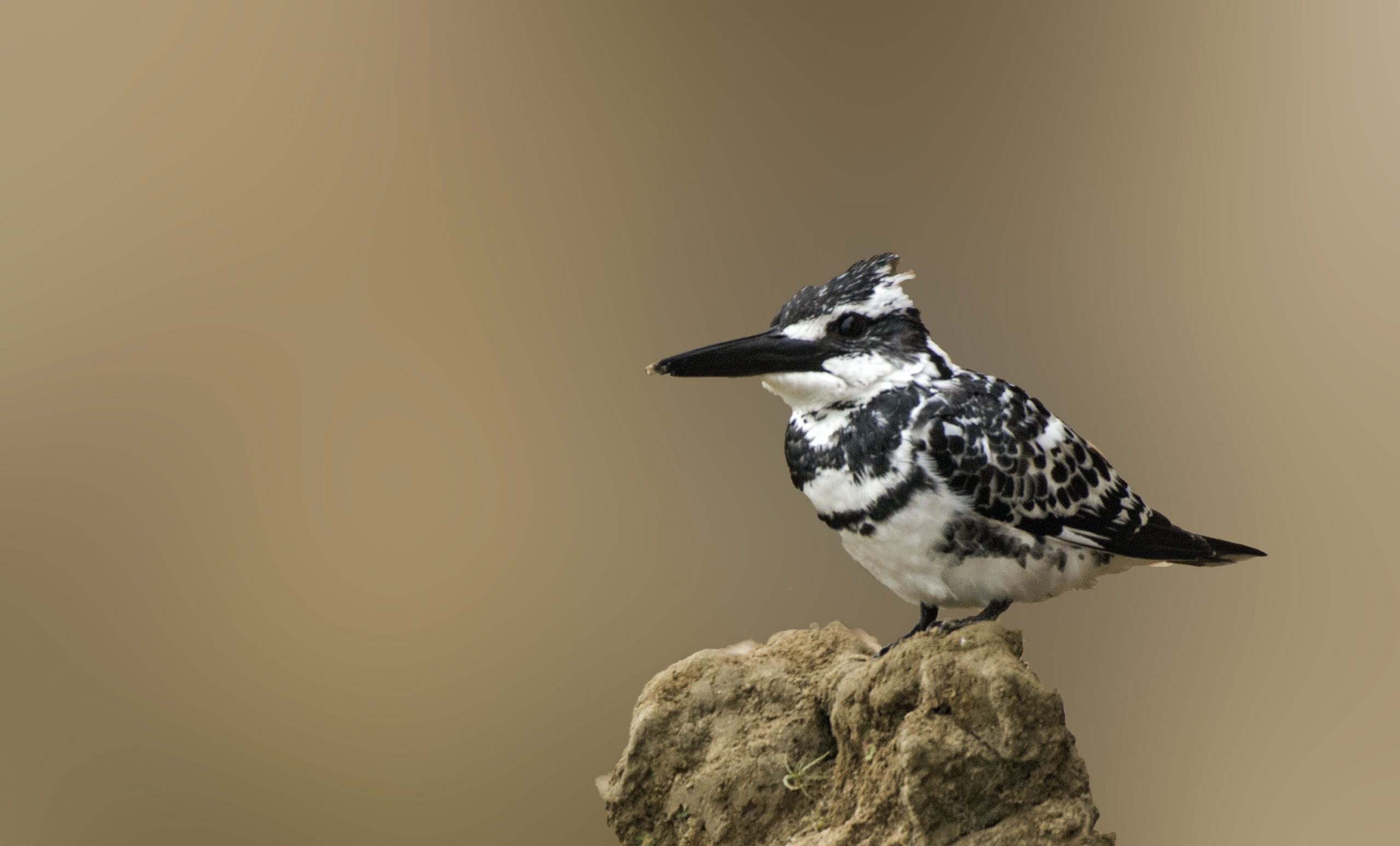 Pied kingfisher on a rock