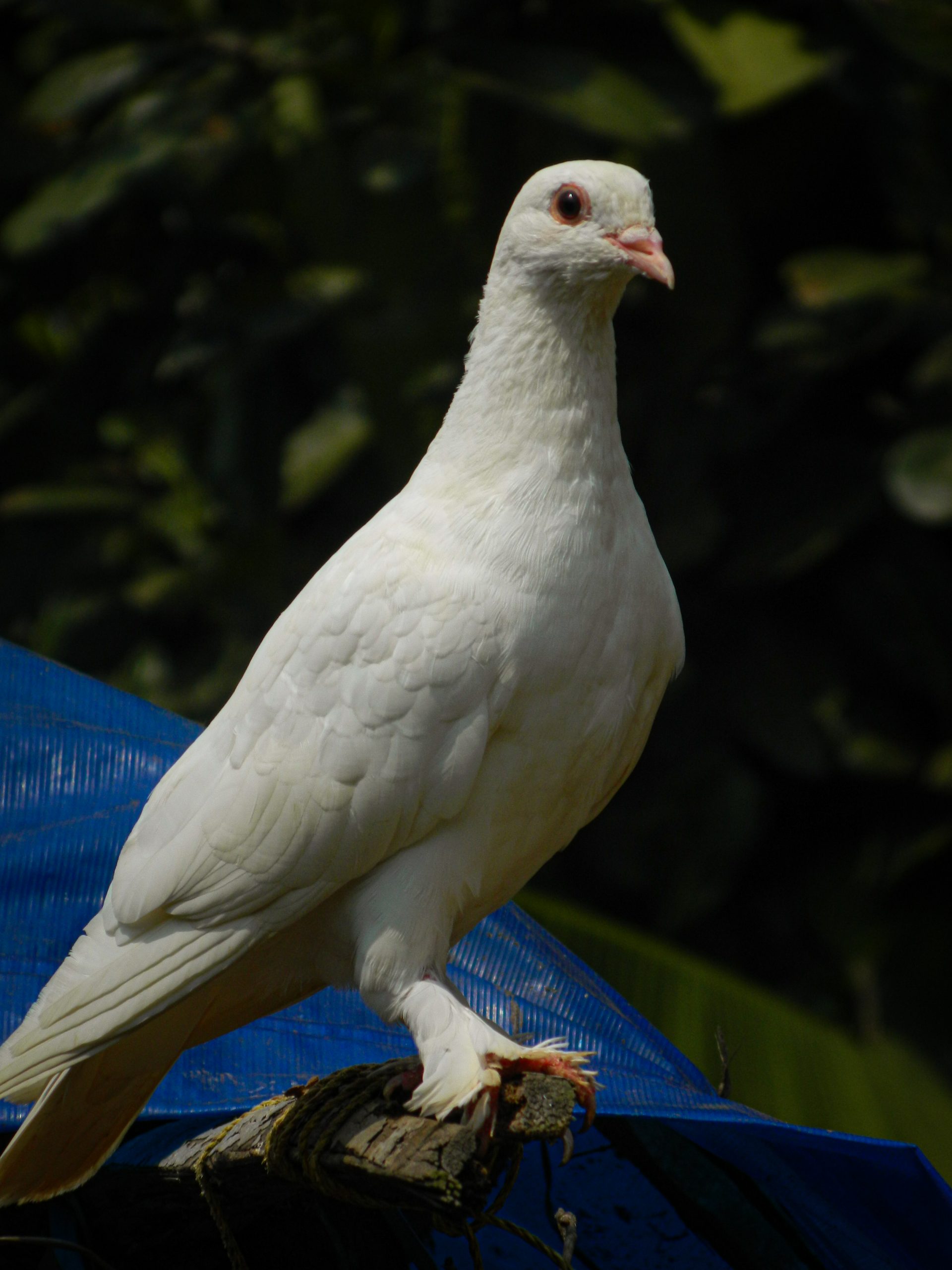 white dove