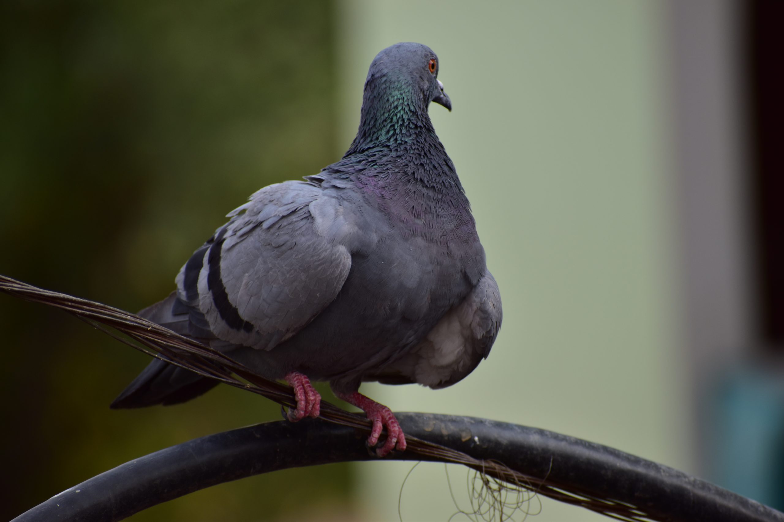 Pigeon looking for something