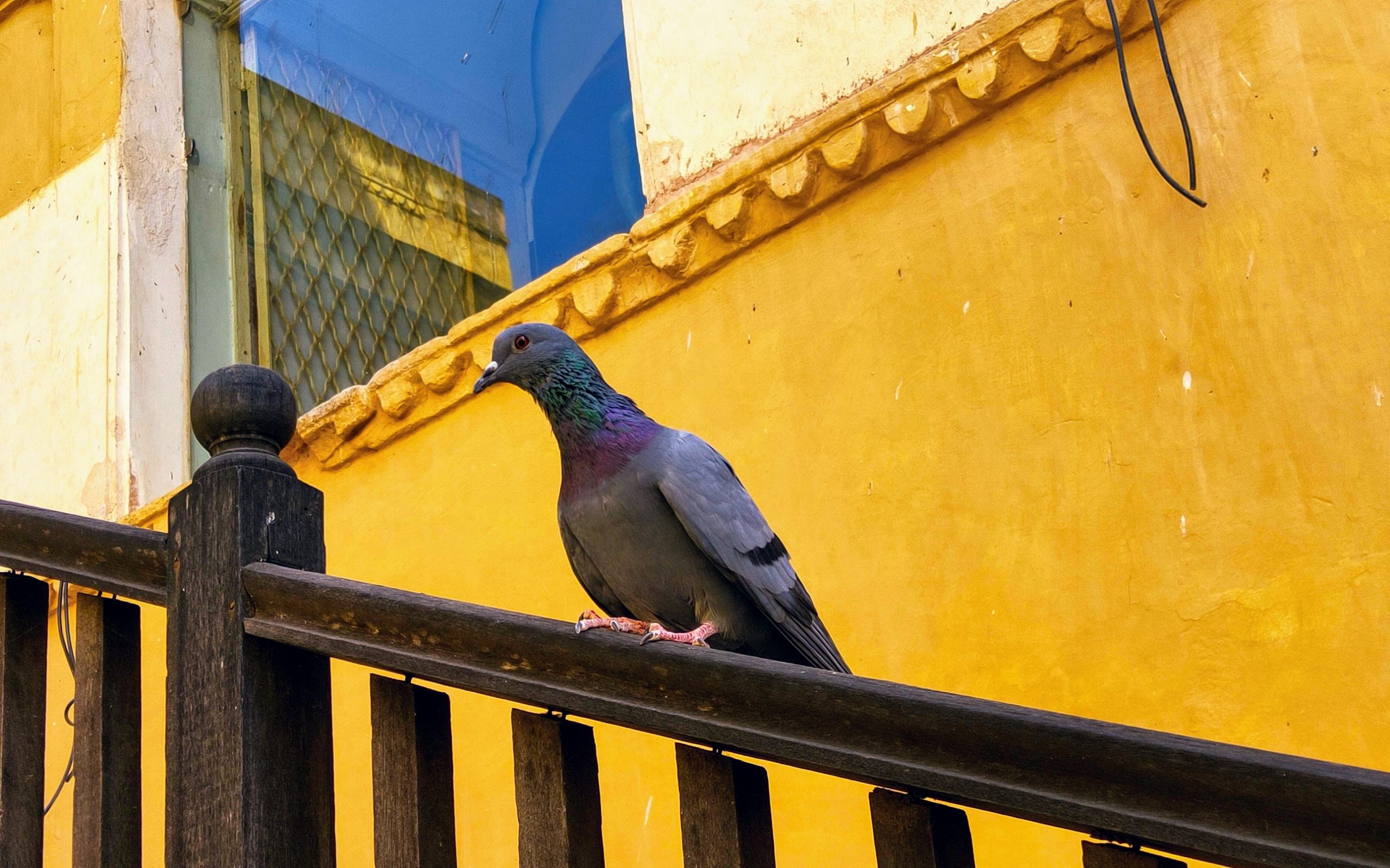 Pigeon on a wooden railing near Amer Fort