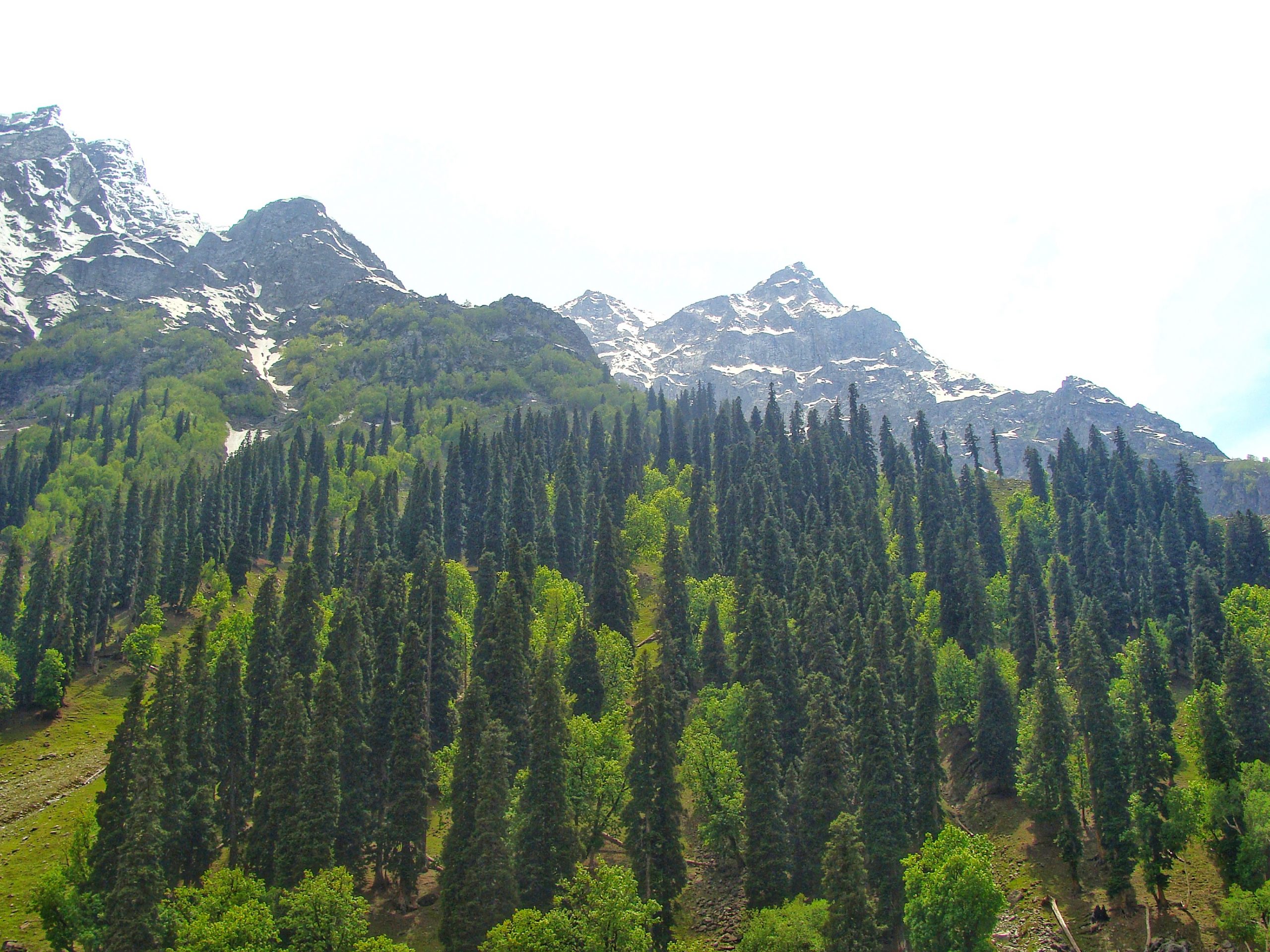 Pine Forest in the Himalayas