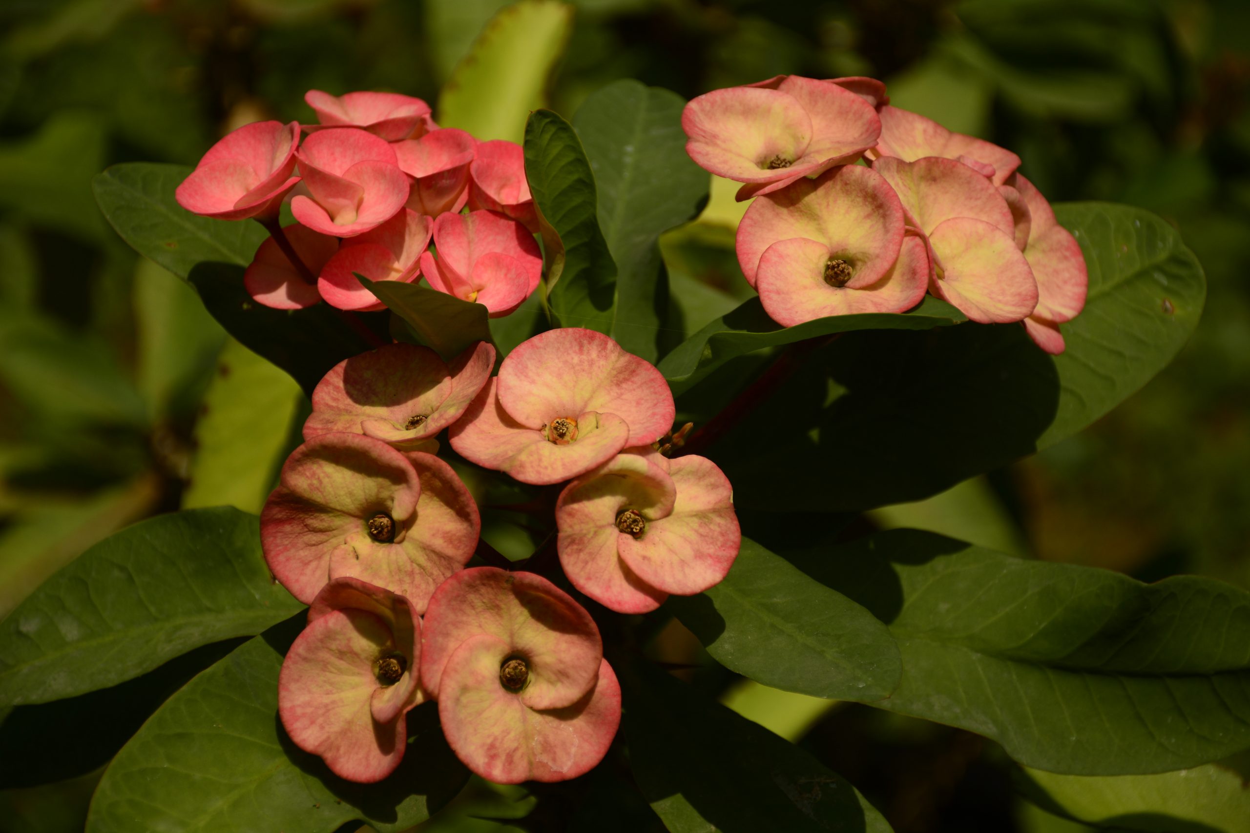 Pink Christ plant, Euphorbia milii