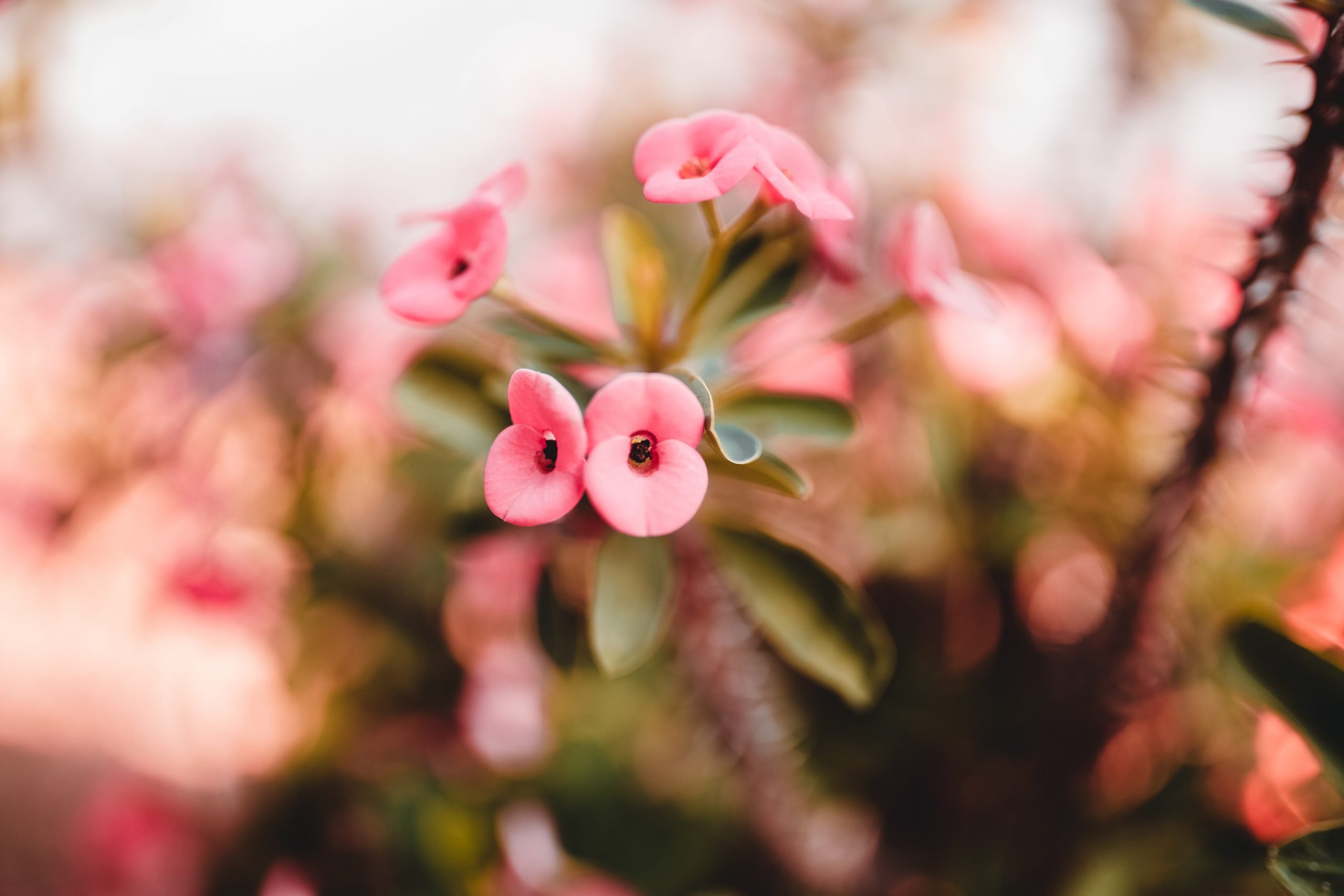 Pink Christ plant with beautiful bokeh background