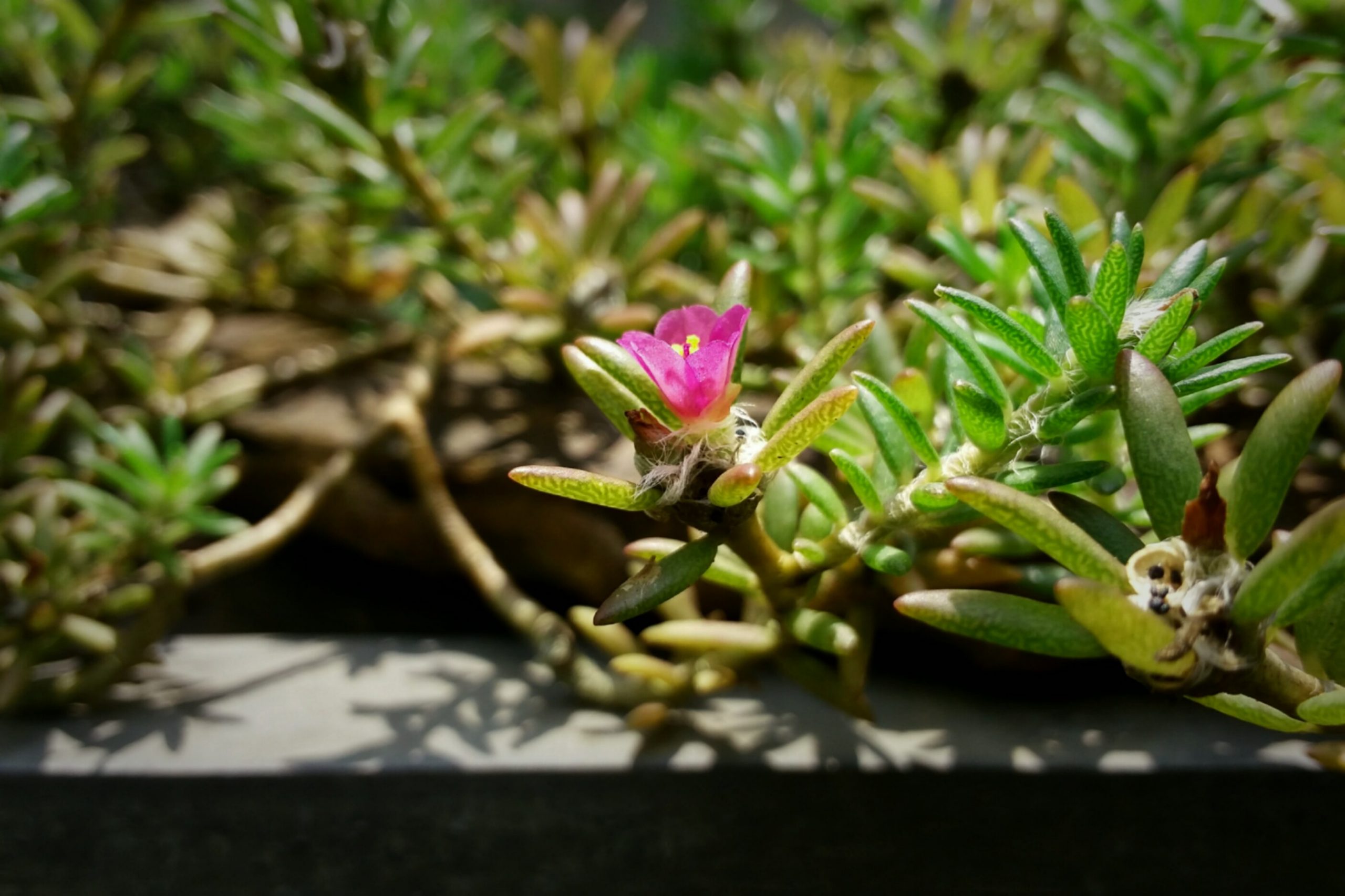 Pink Flower