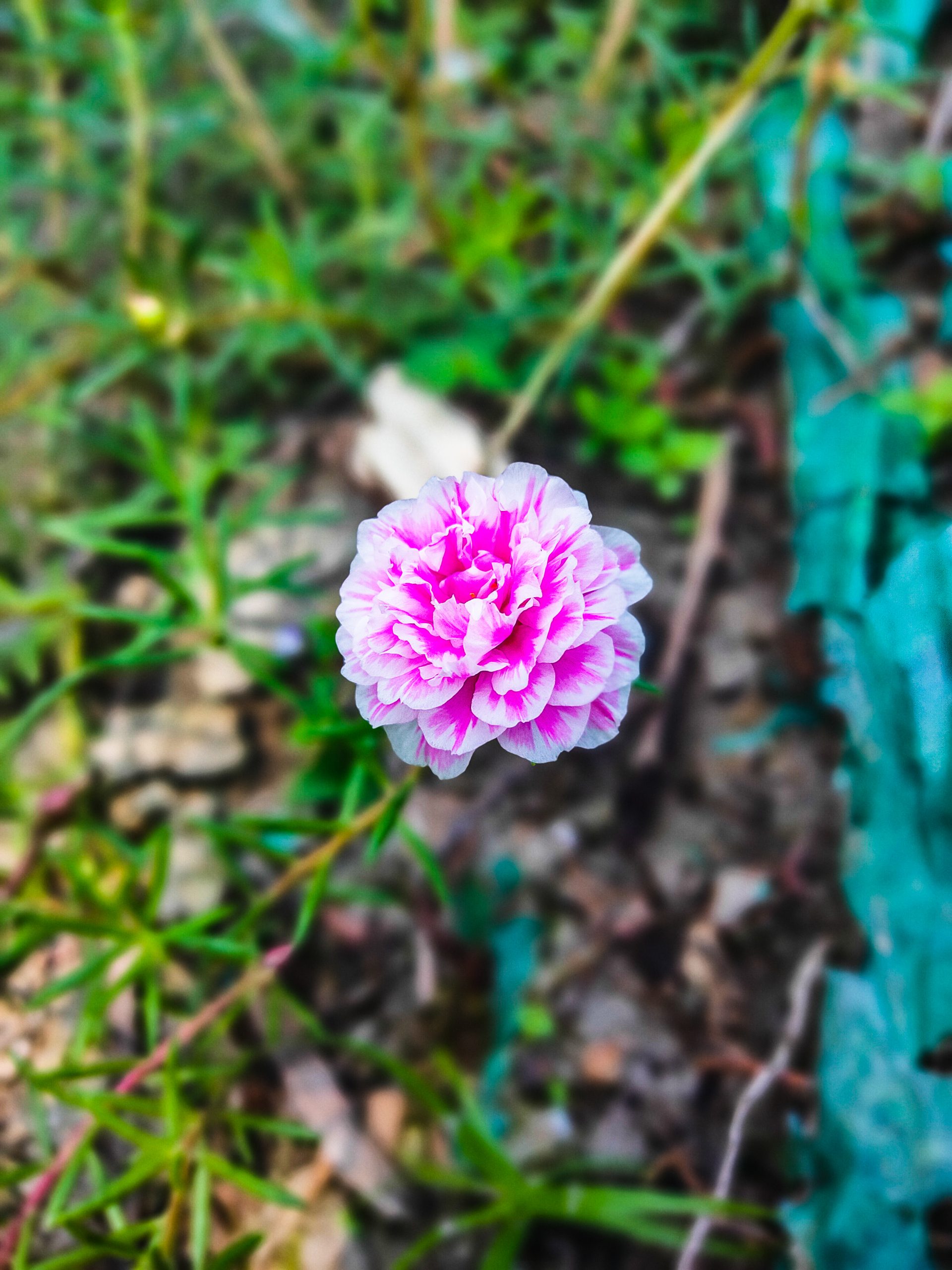 Pink Flower on a plant