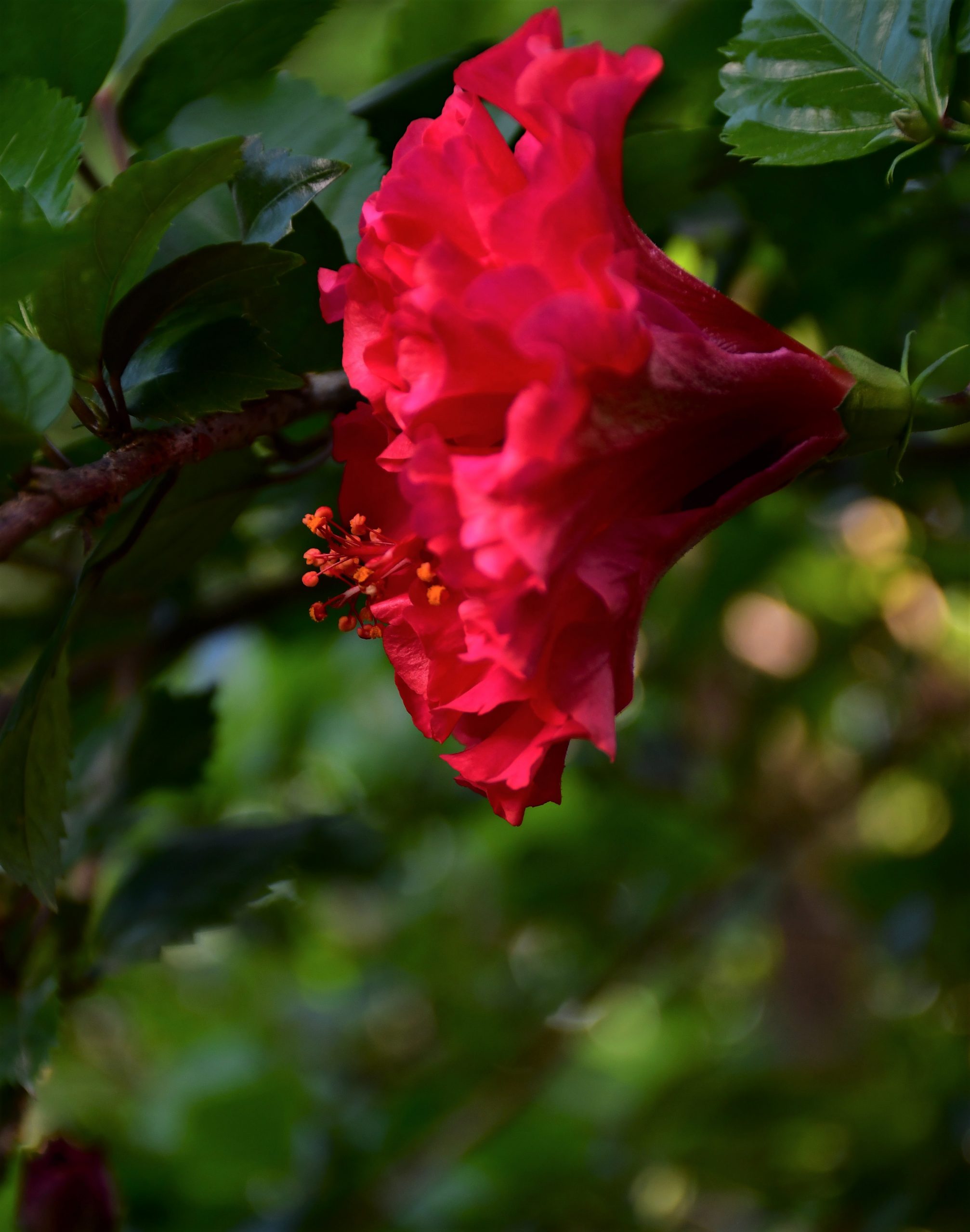 Pink Hibiscus flower