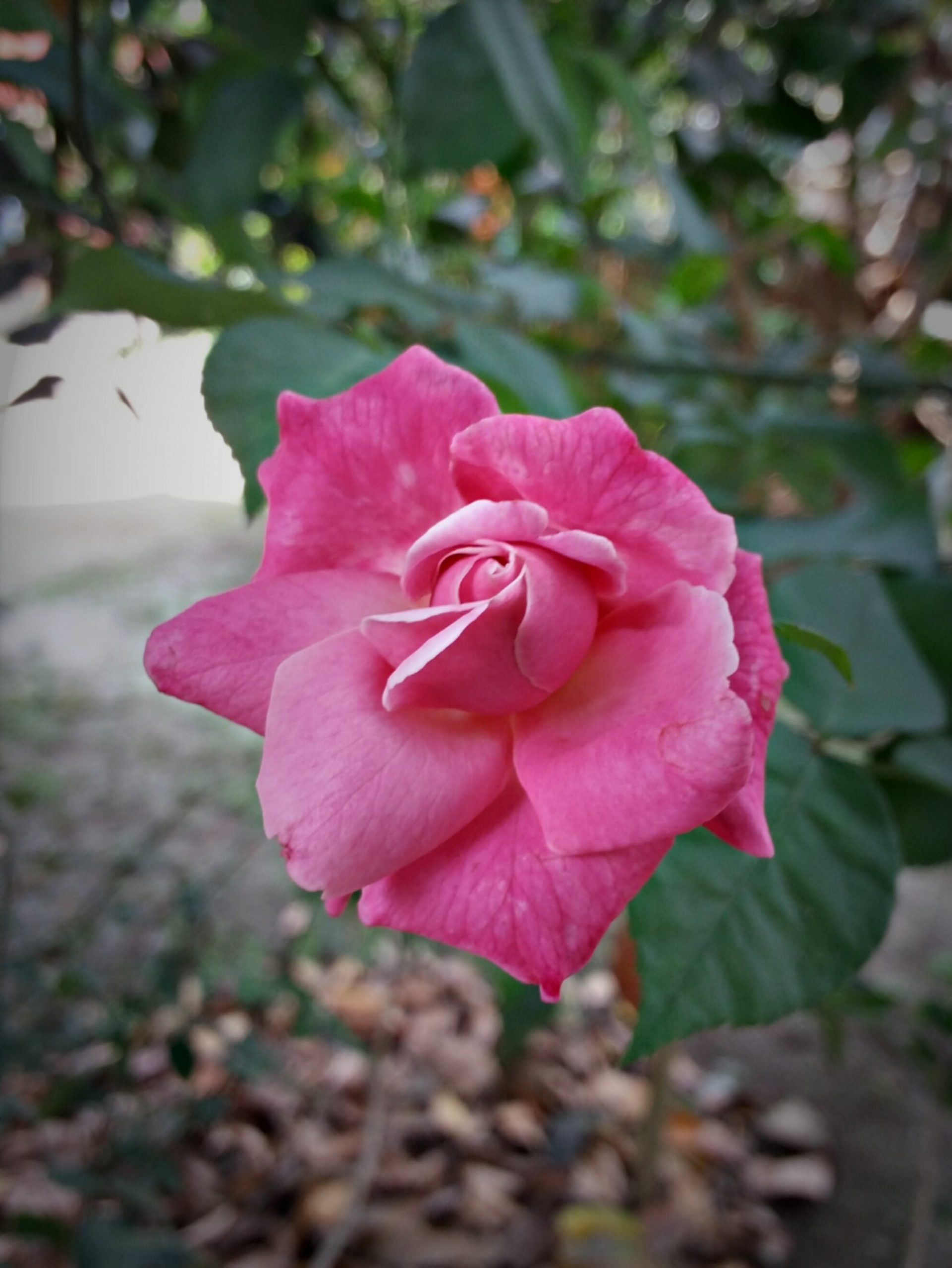 Pink Rose