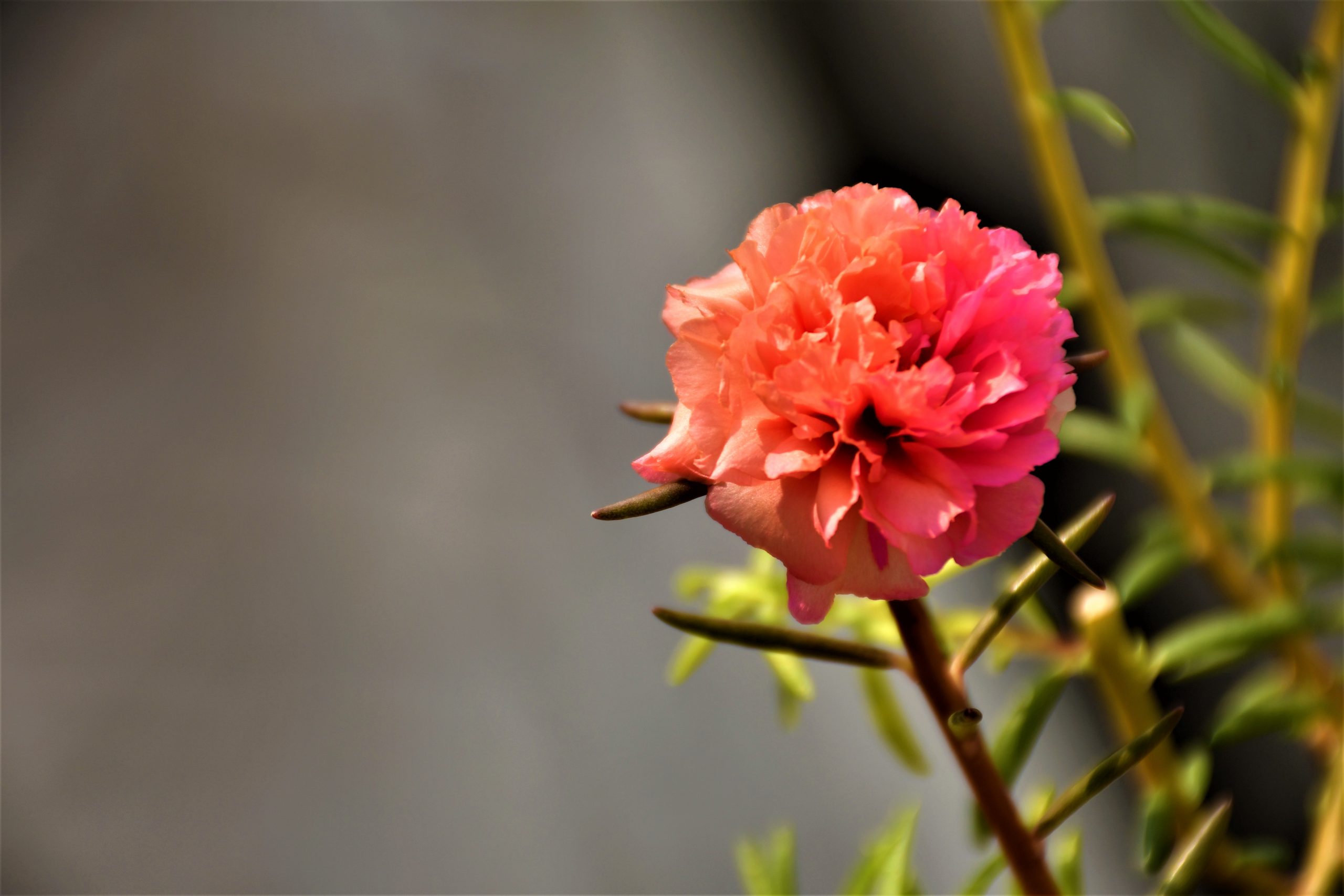 A peach flower
