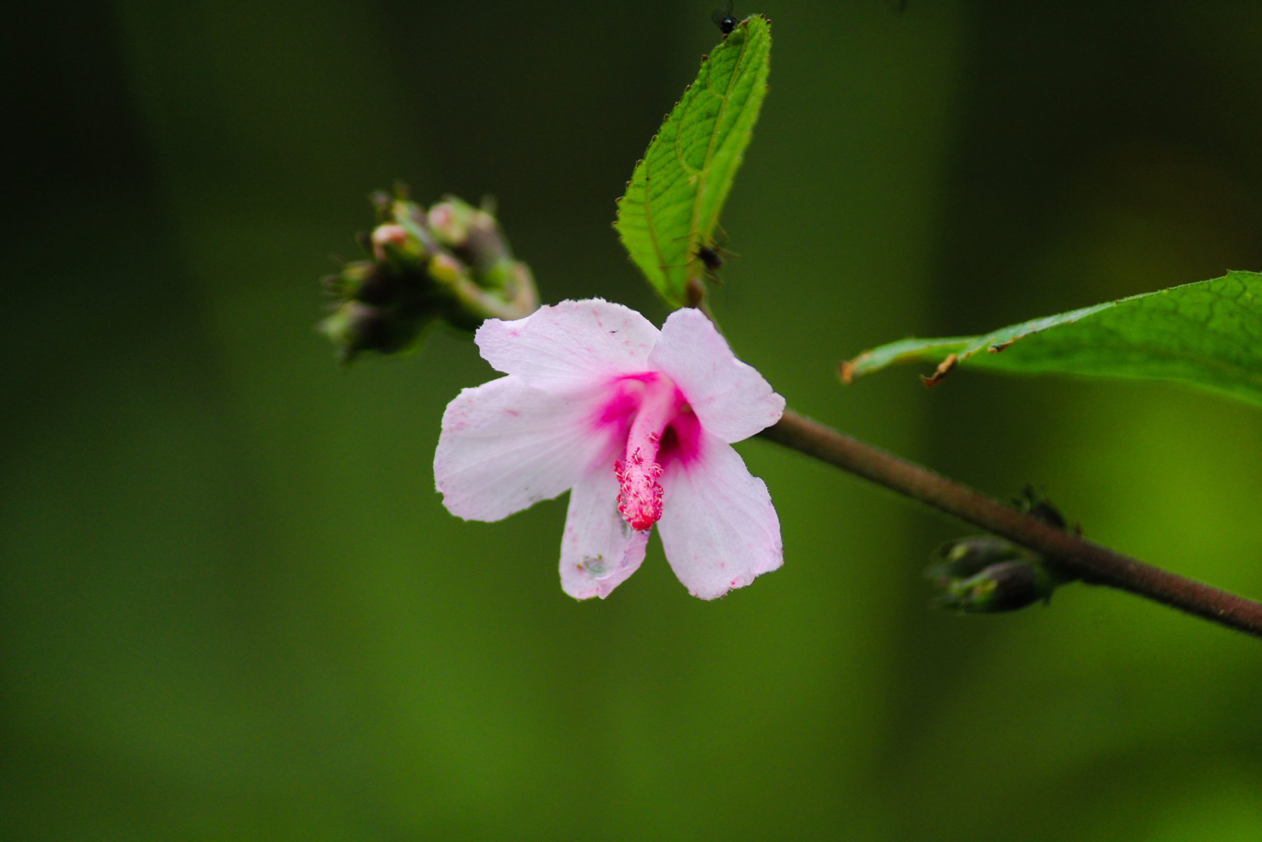 Flowering plant