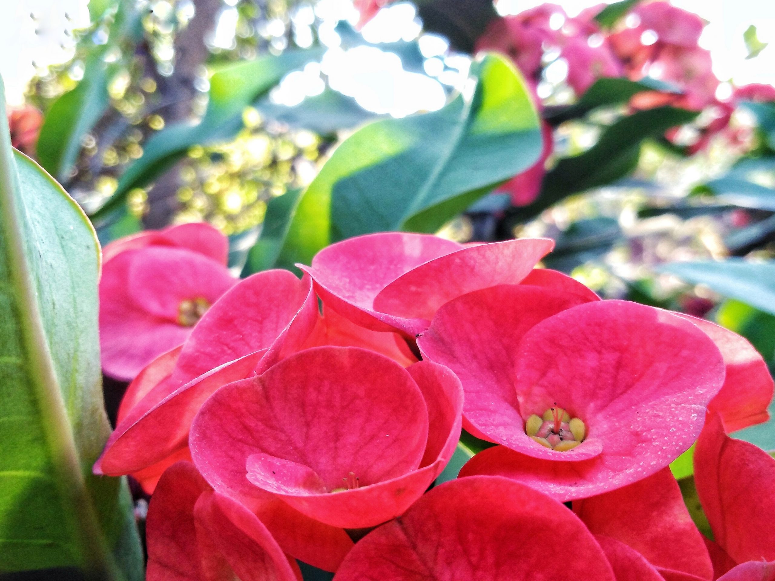 crown of thorns flower