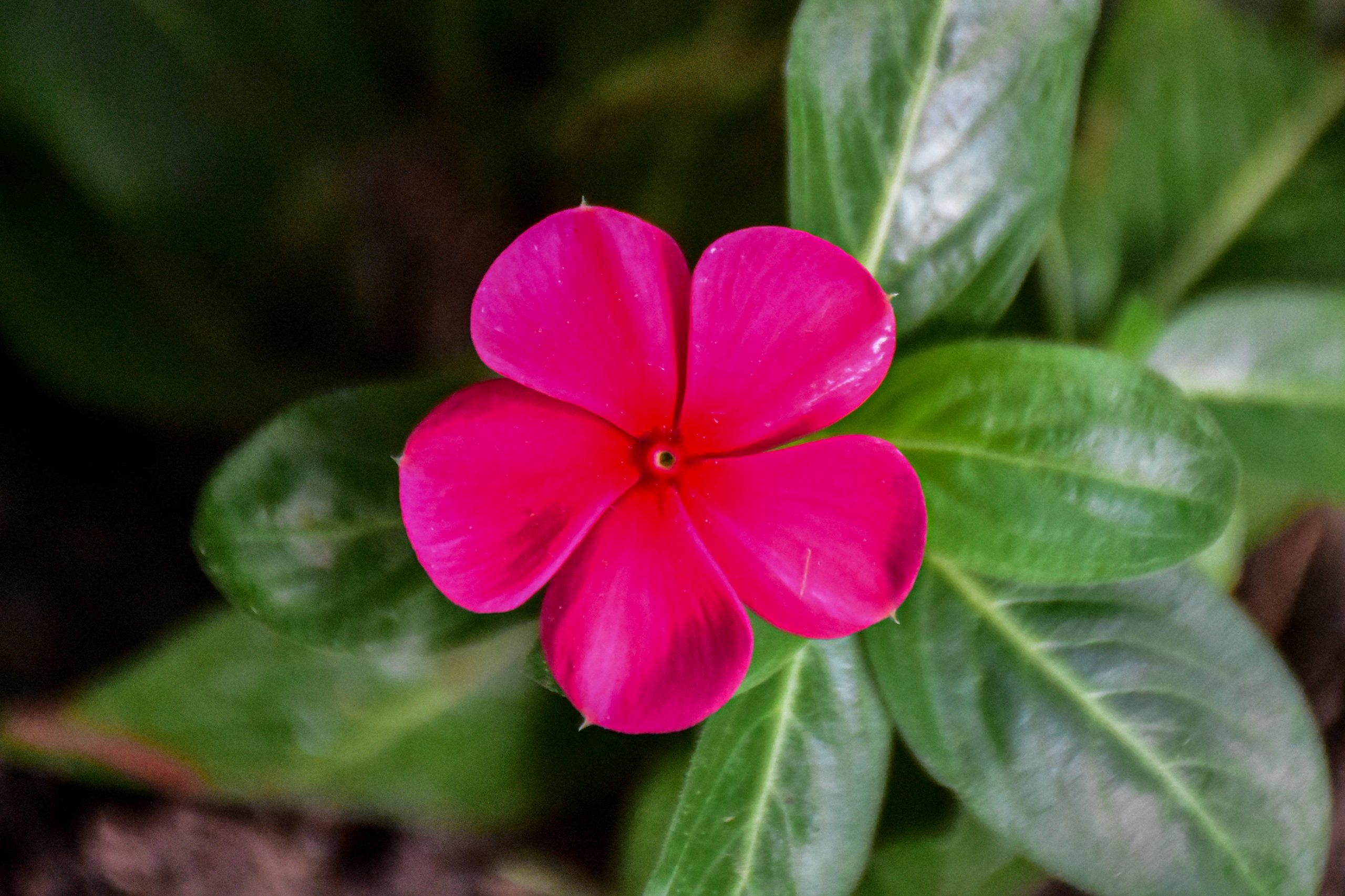 Pink flower on a plant