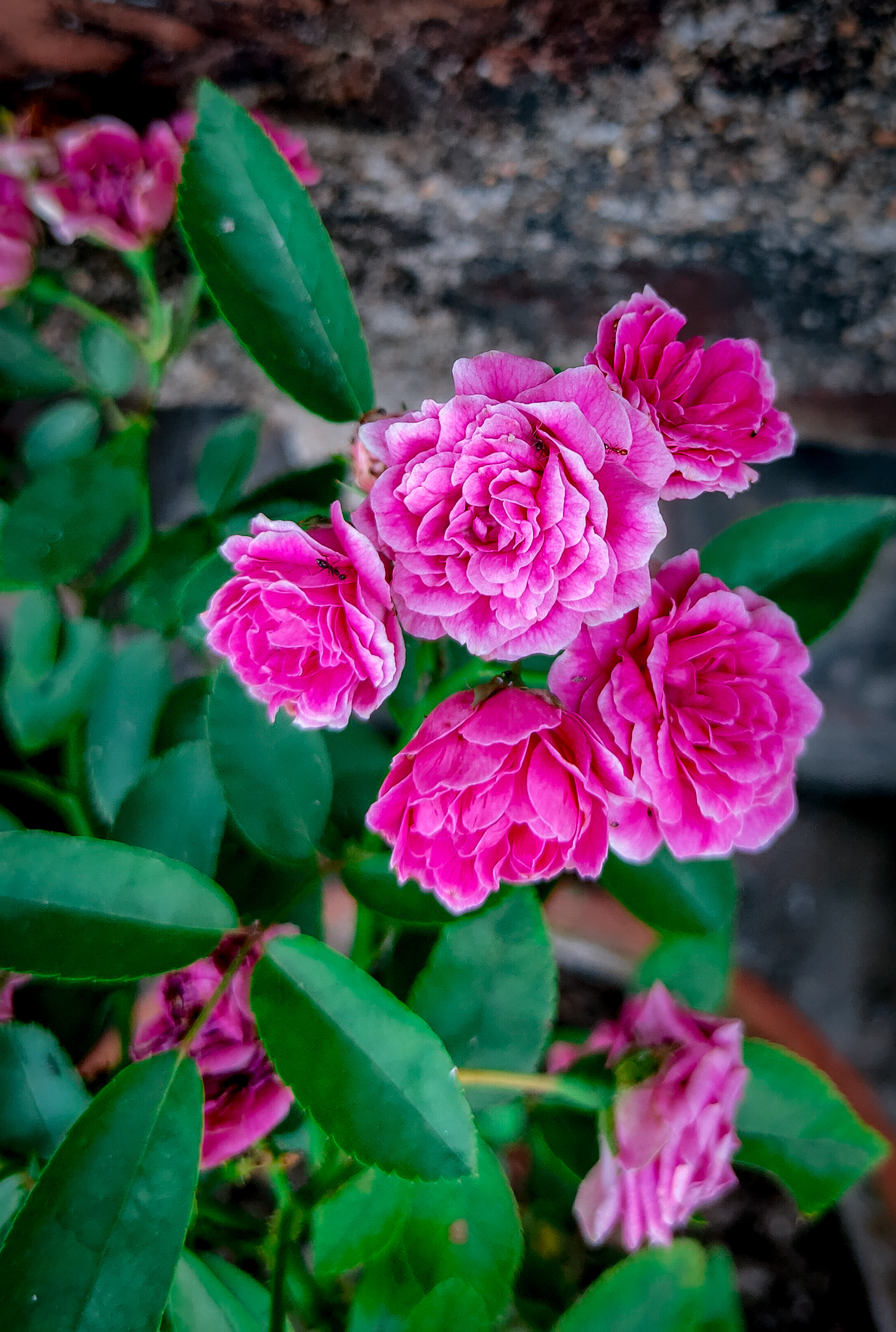 Pink flowers