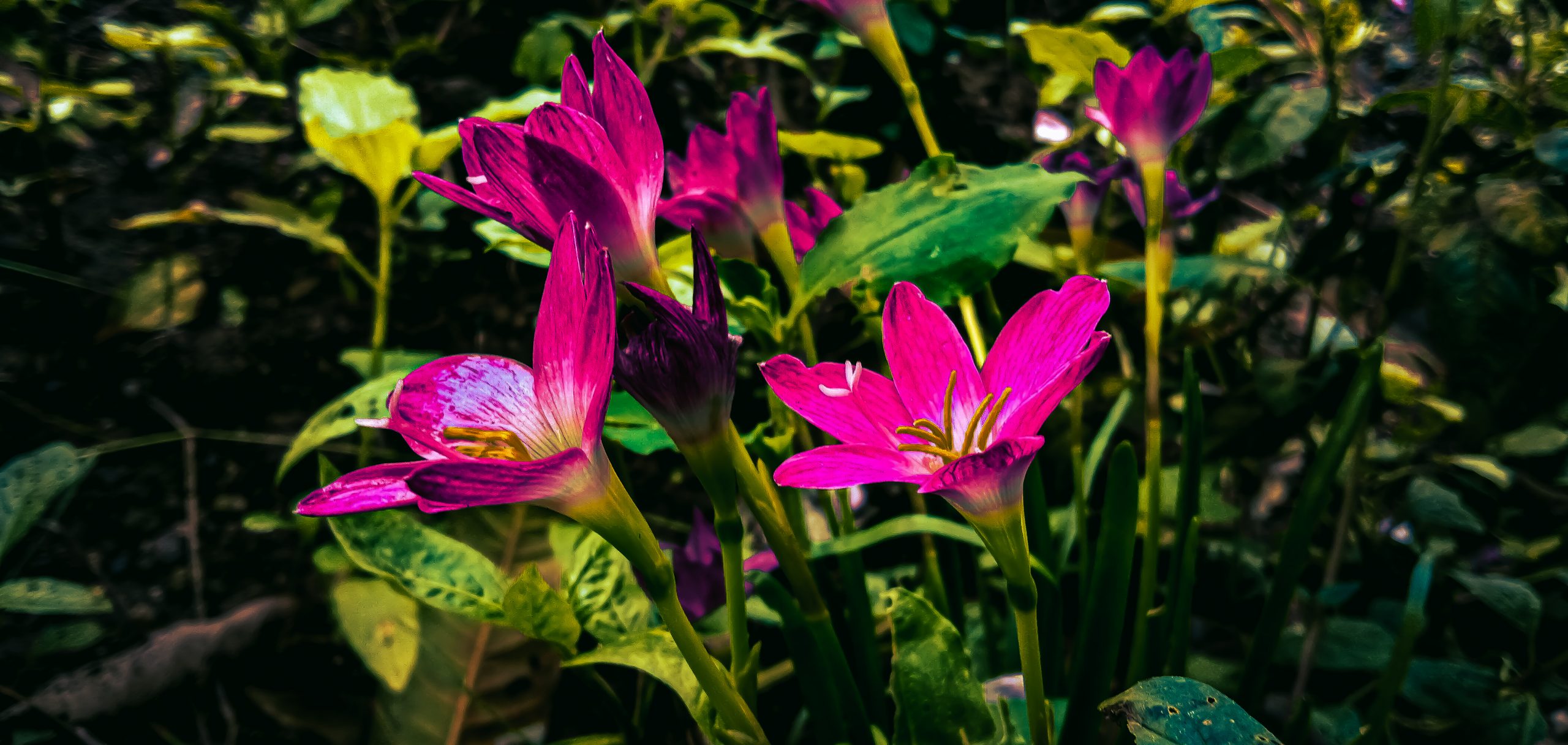 Pink flowers