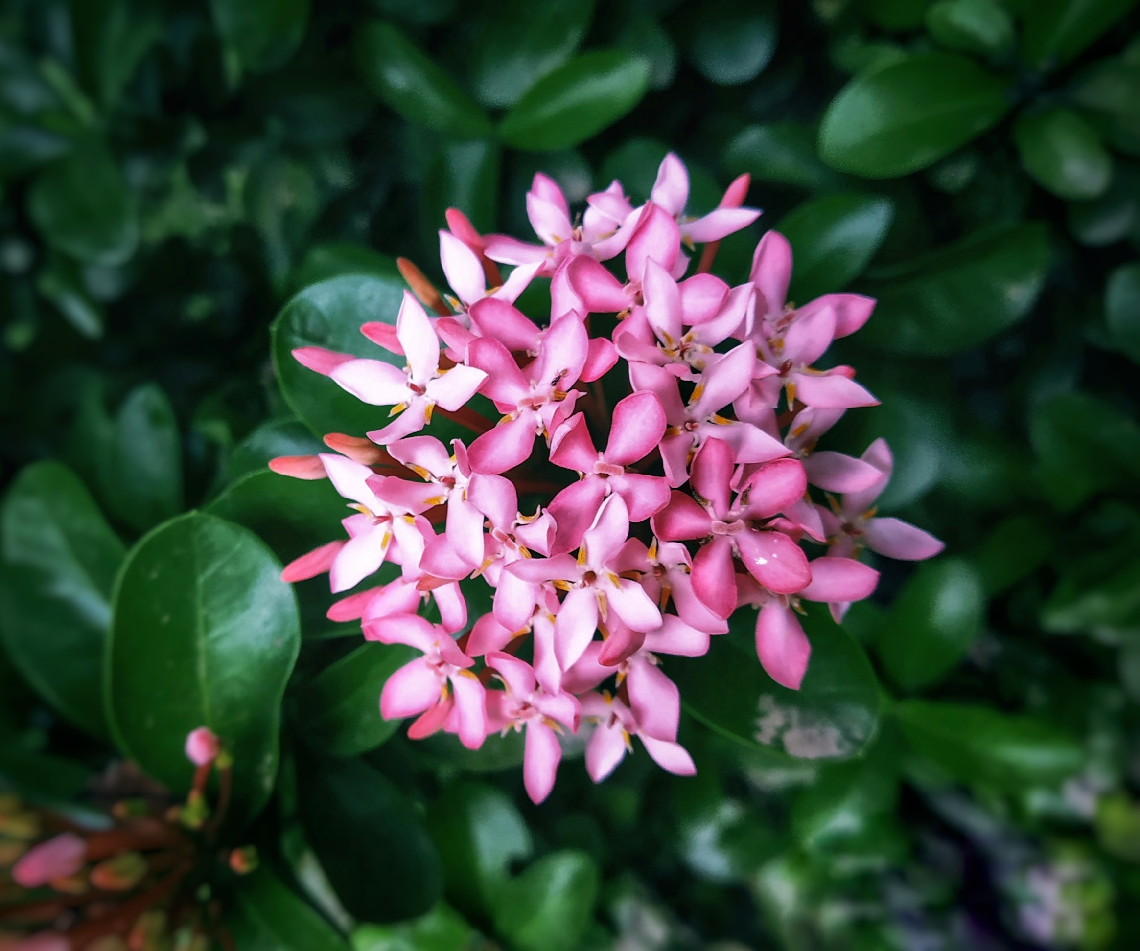 Pink Ixora flowers