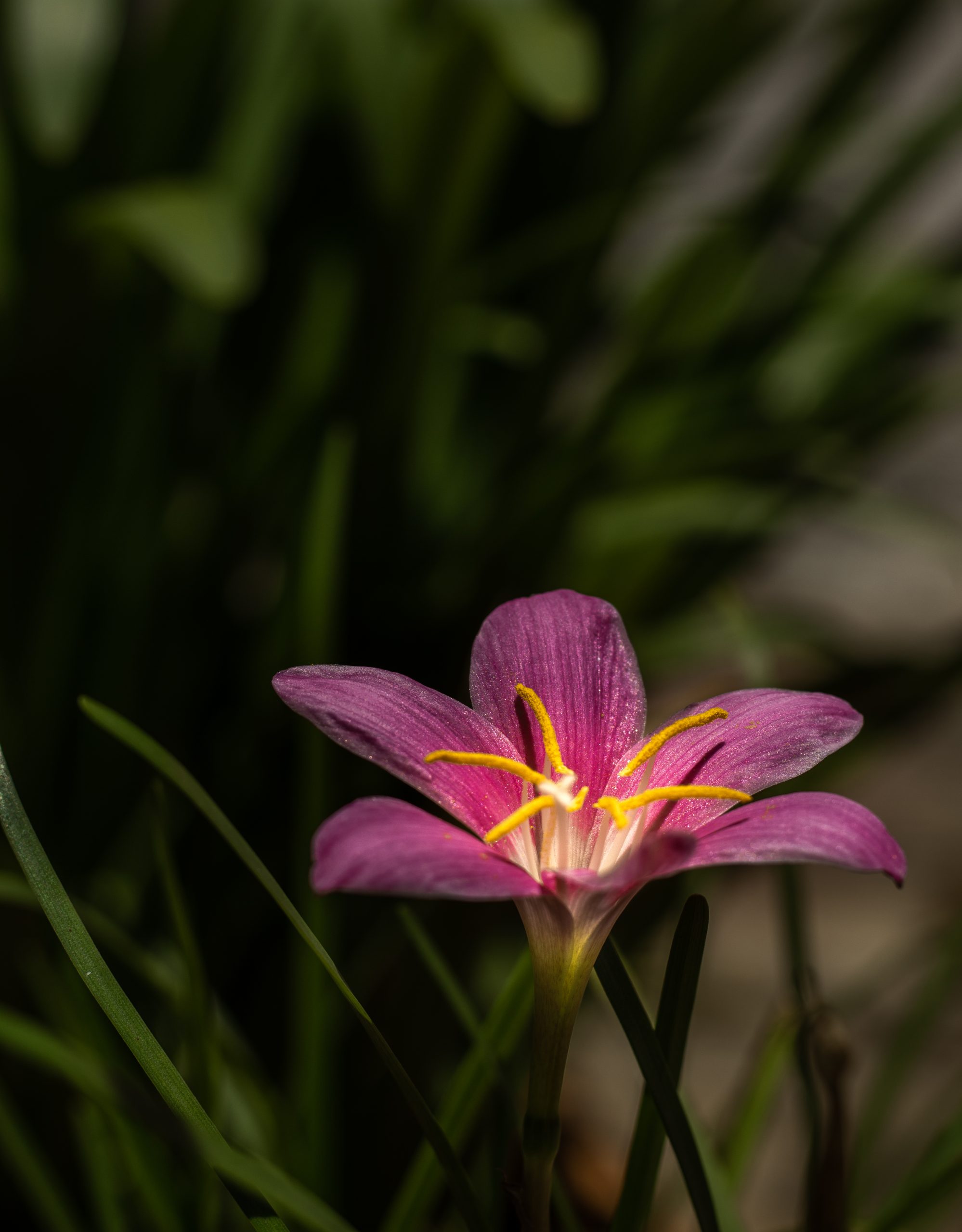 Pink lily in nature