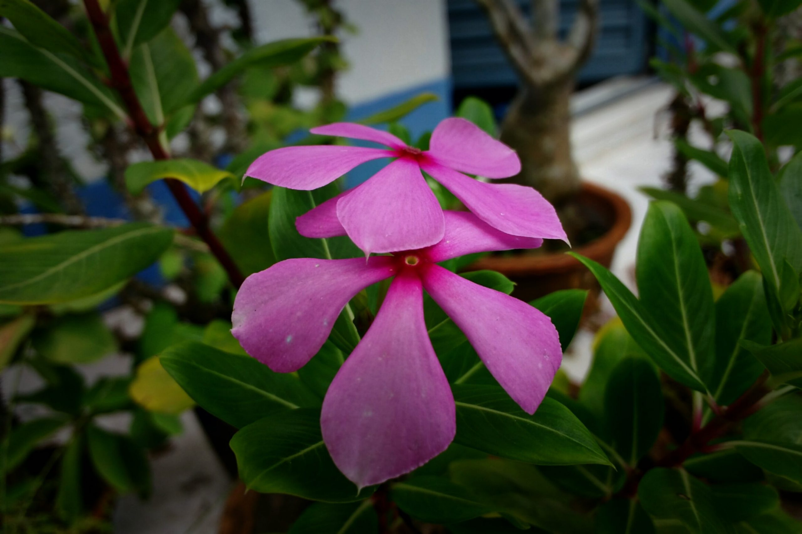 Pink periwinkle flower