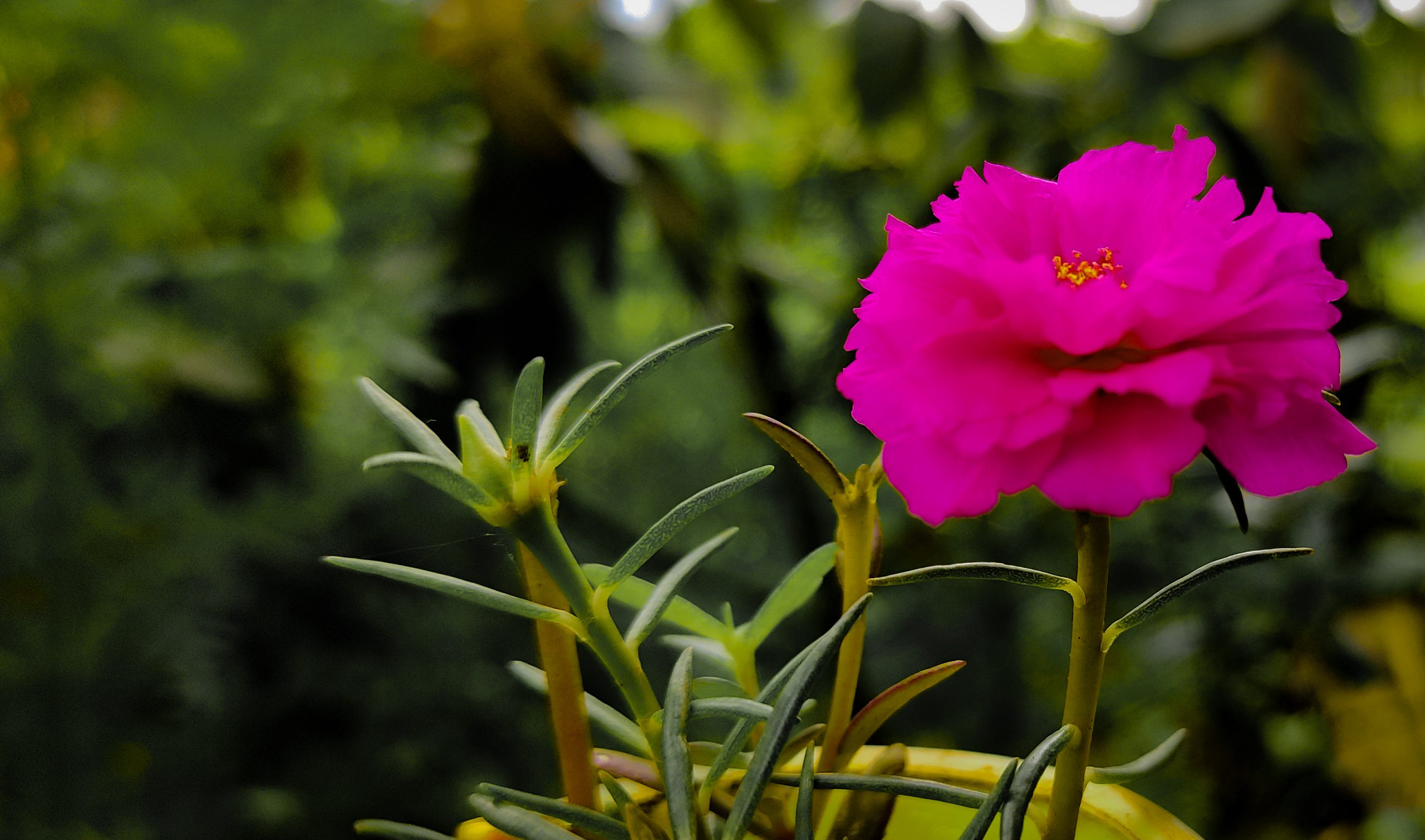 Pink small flower