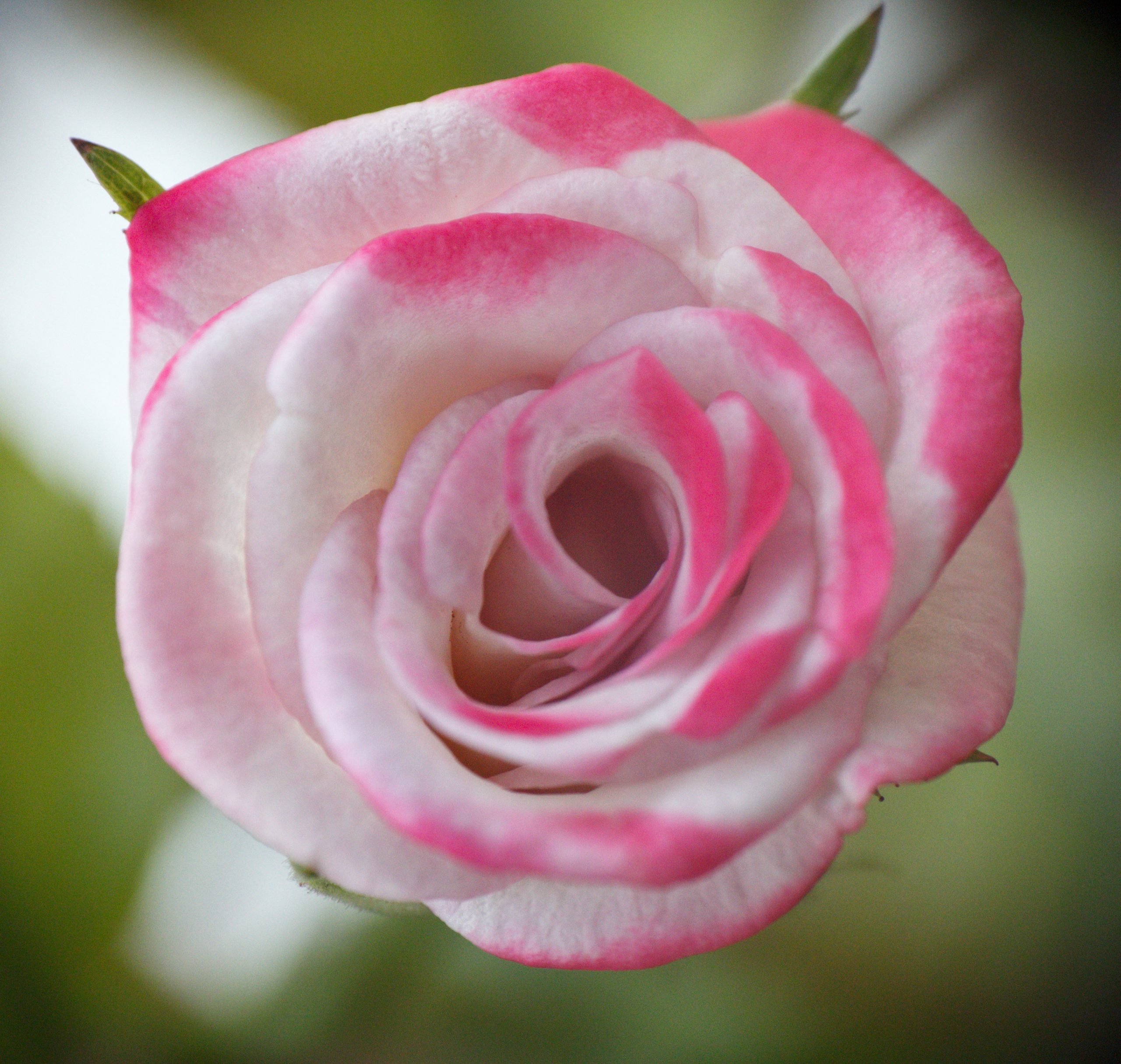 Pinkish Rose flower on focus