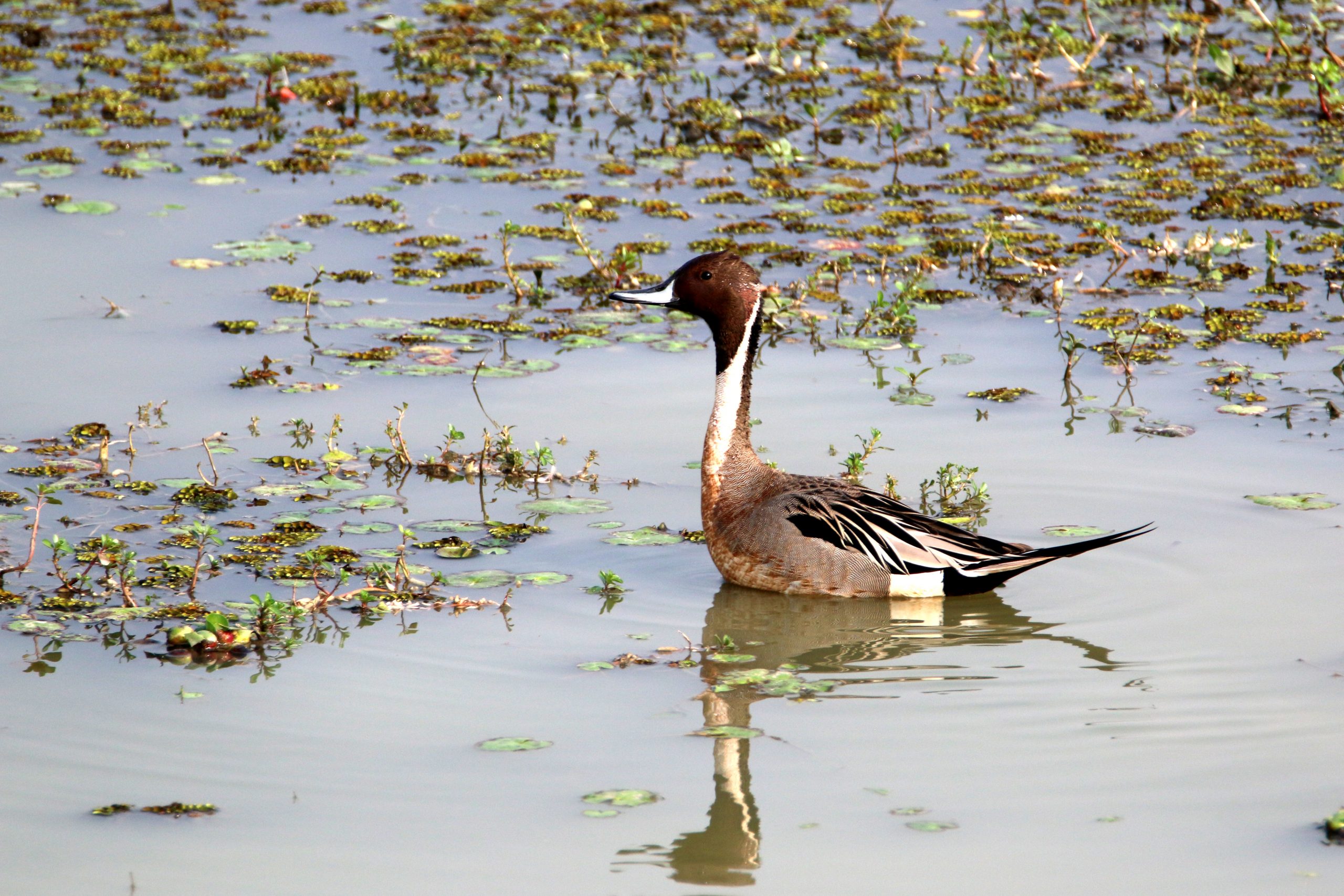 Pintail Duck in a pond