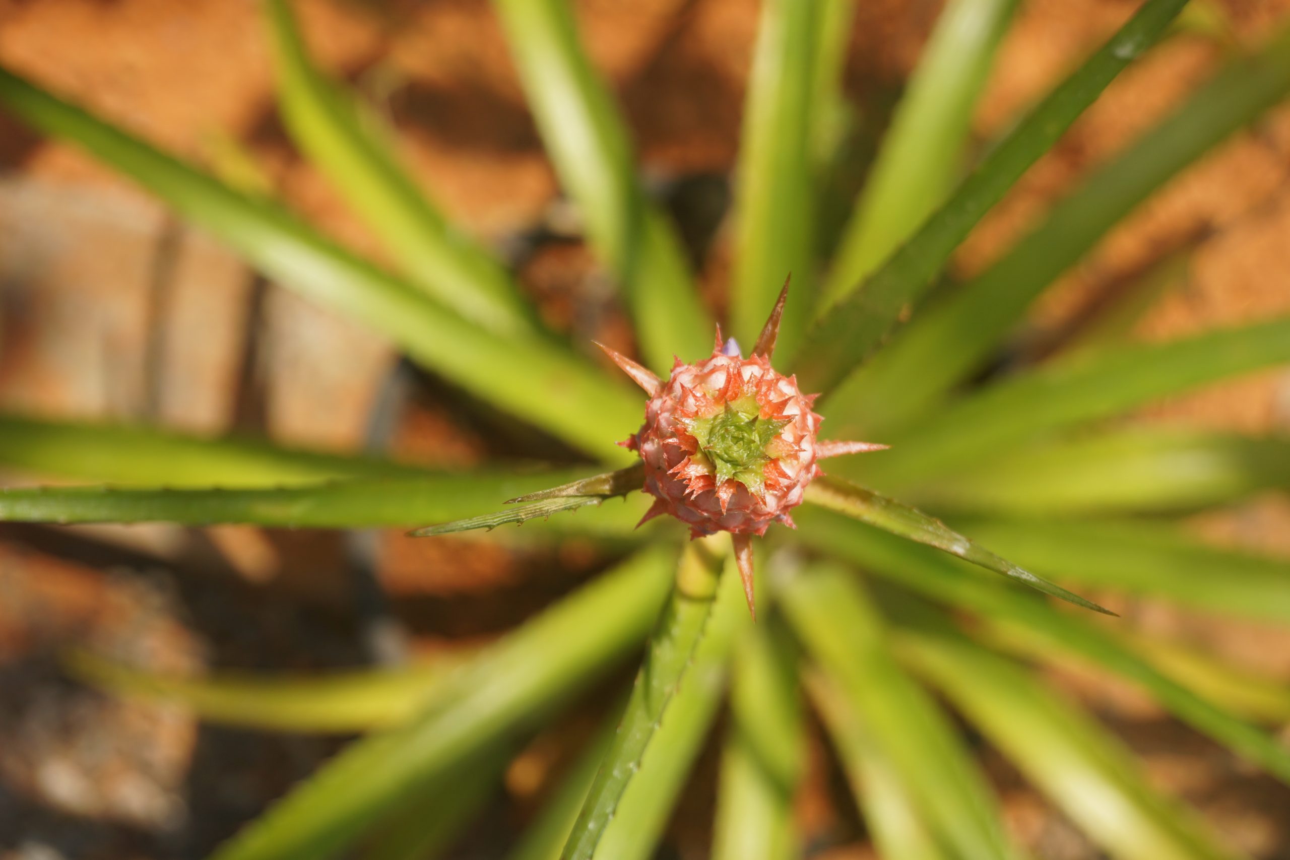 A jack pine flower