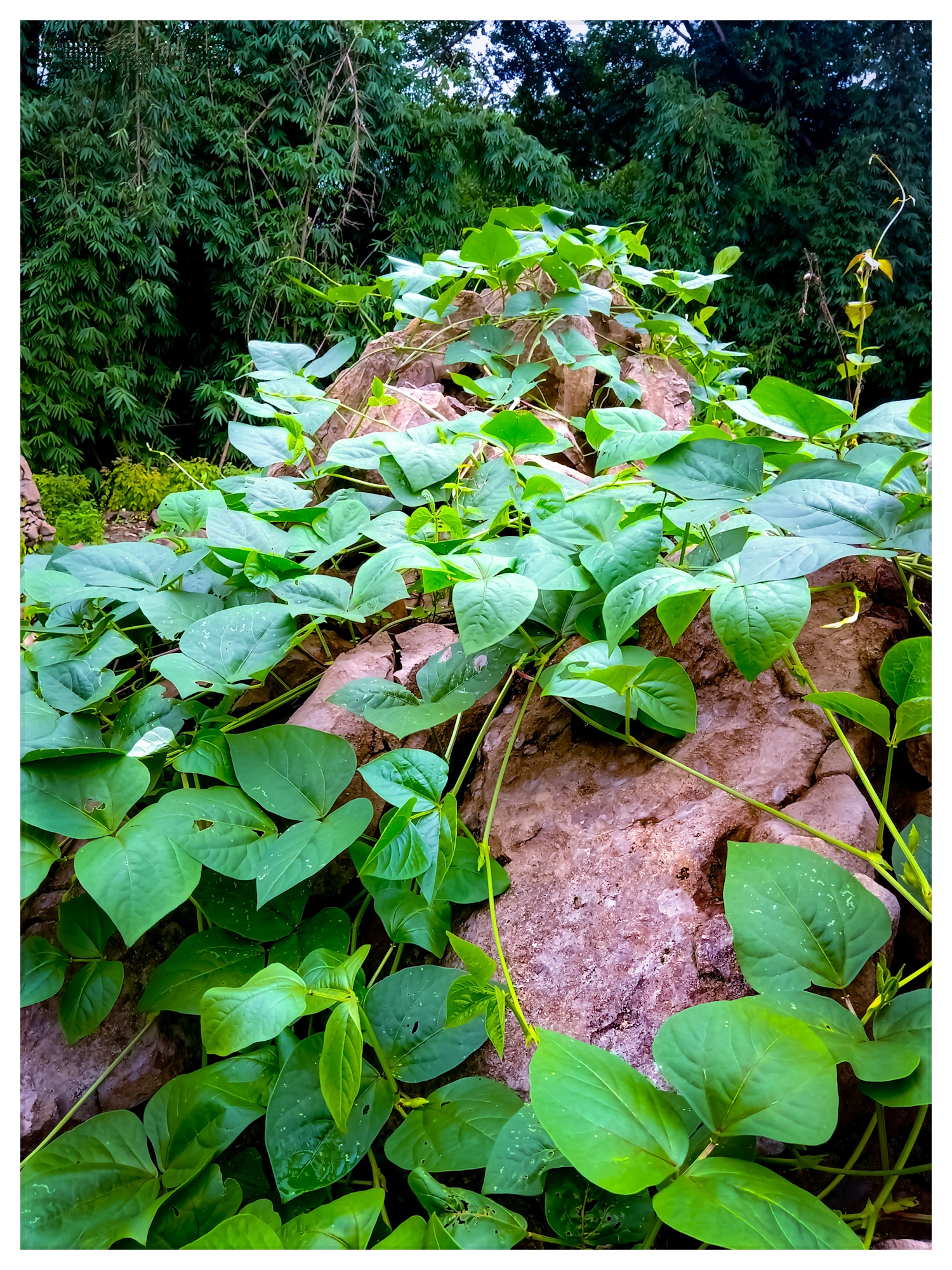 Plant Creeper on the Rock