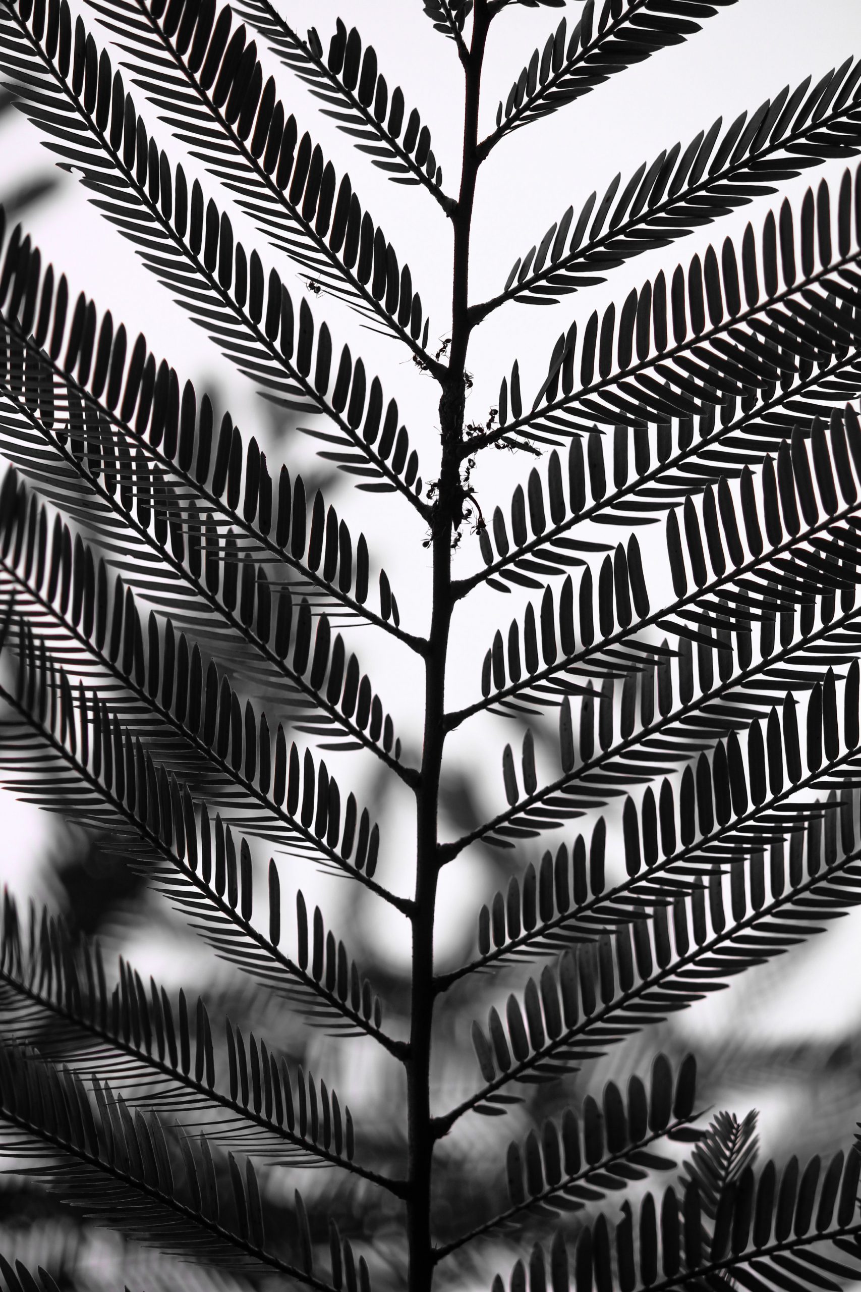 Plant Leaves in Black and White Color