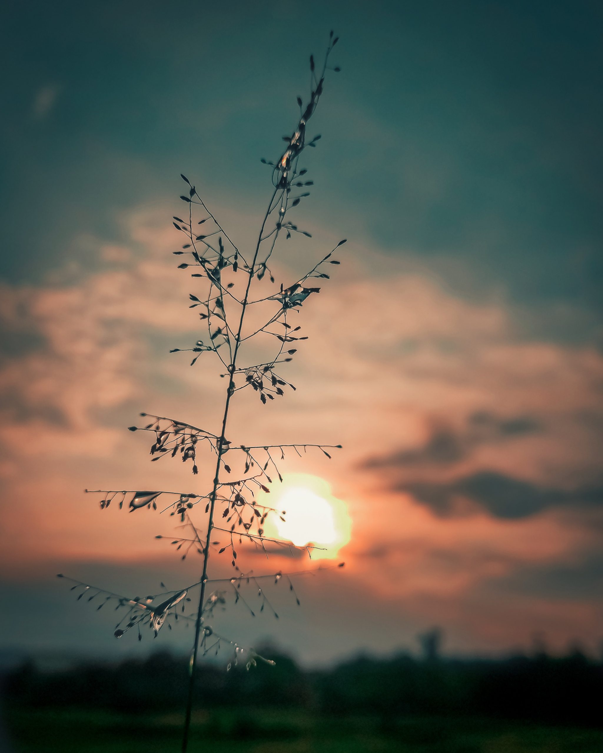 Plant and Sunset