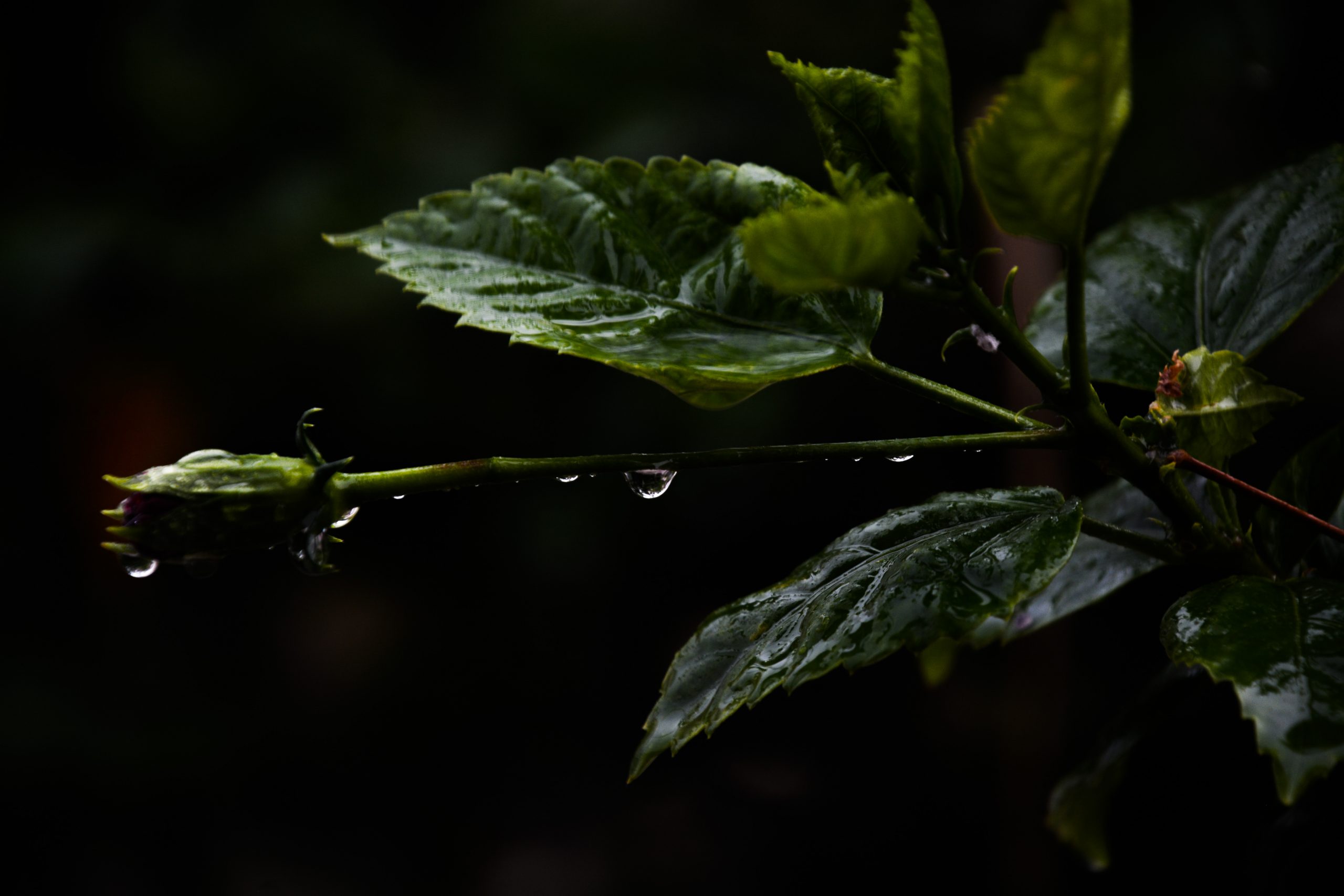 Plant on Dark Background