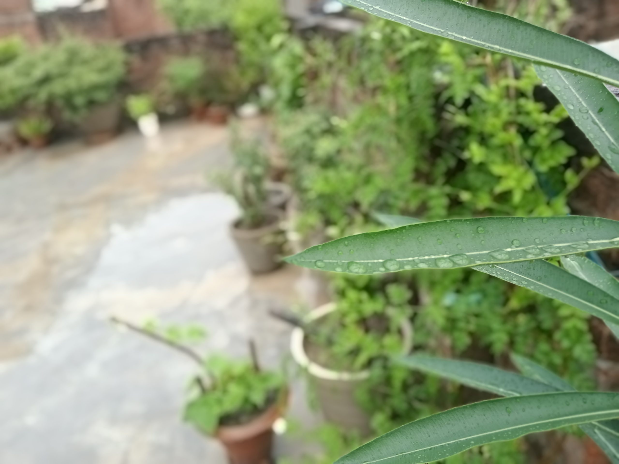 Plants After Rain