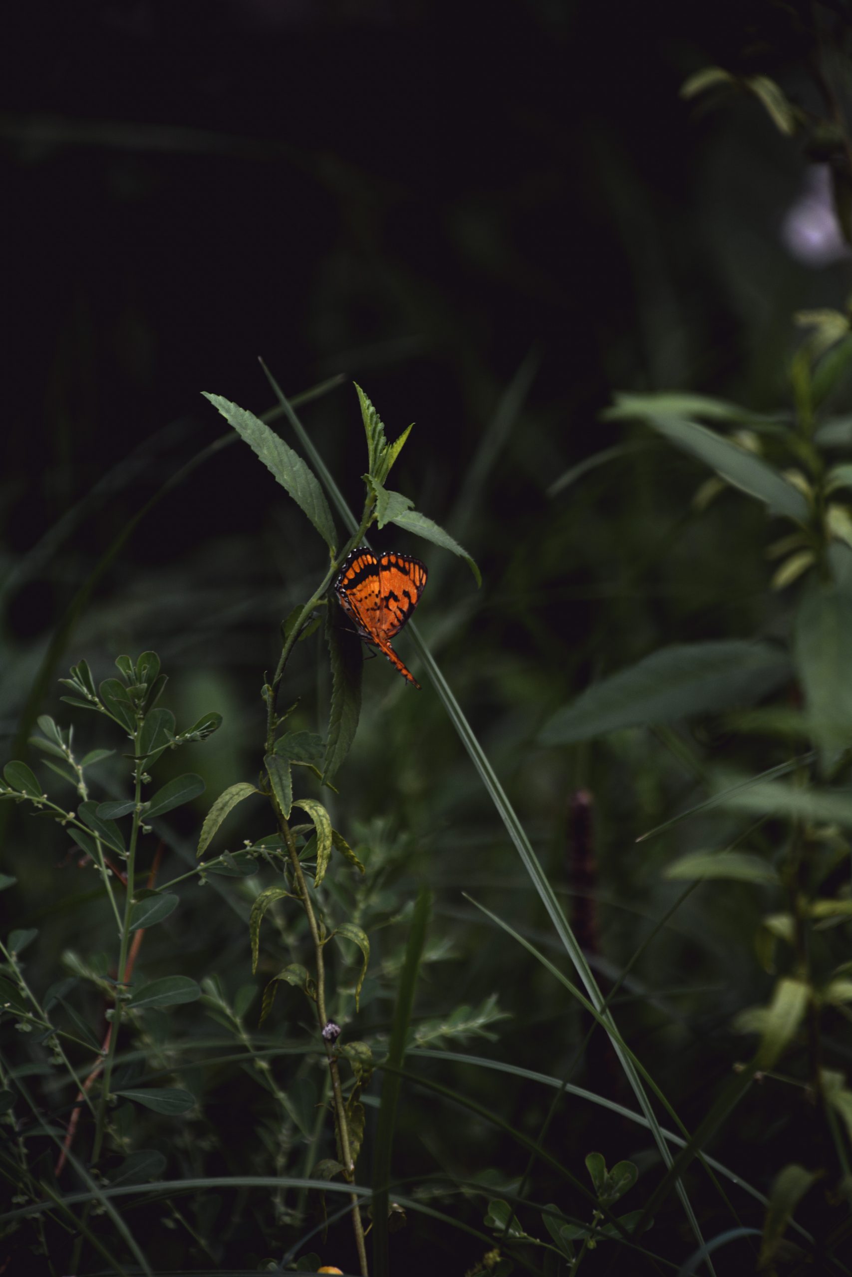 Plants and Butterfly