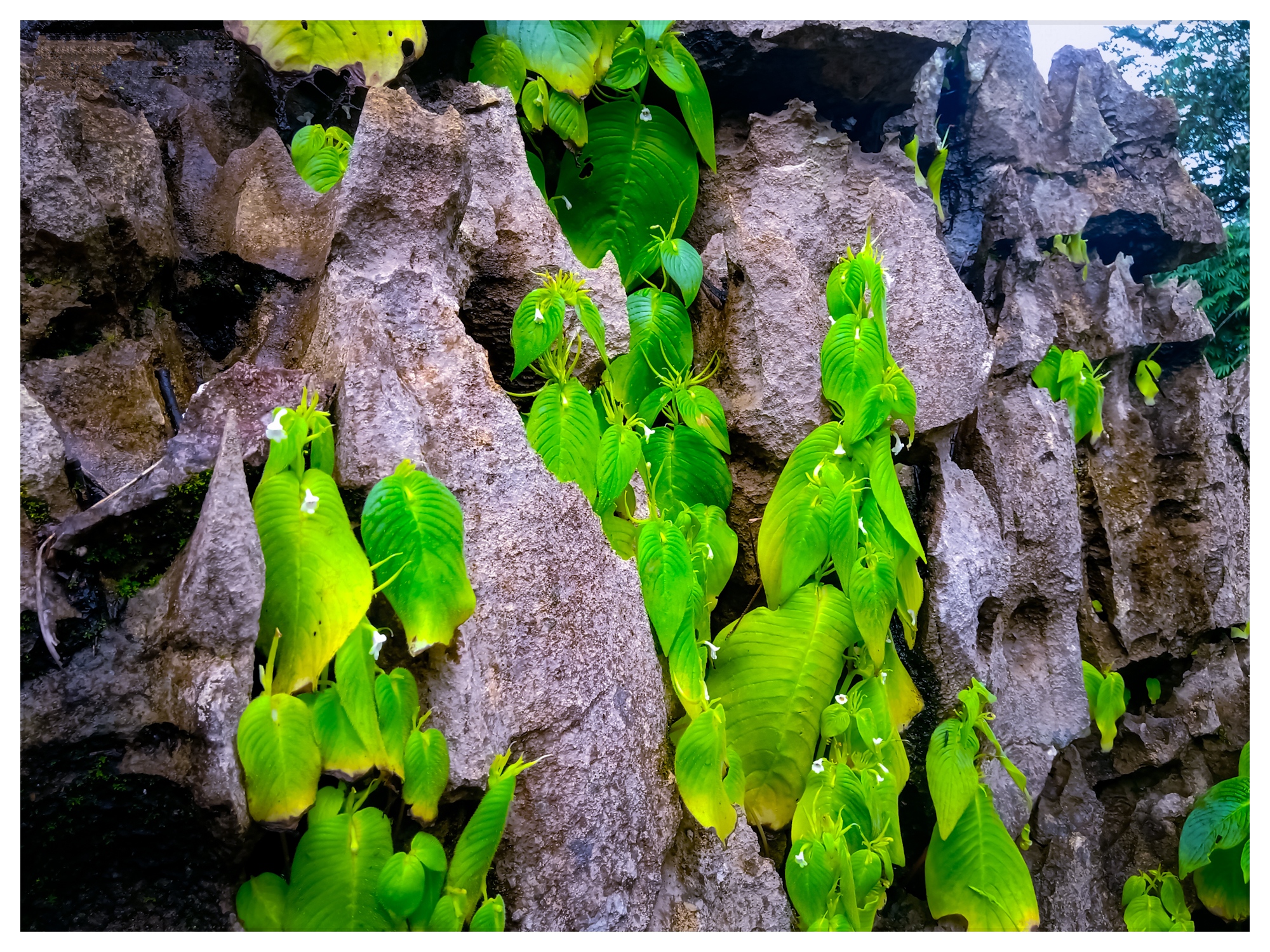 Plants embedded in rocks