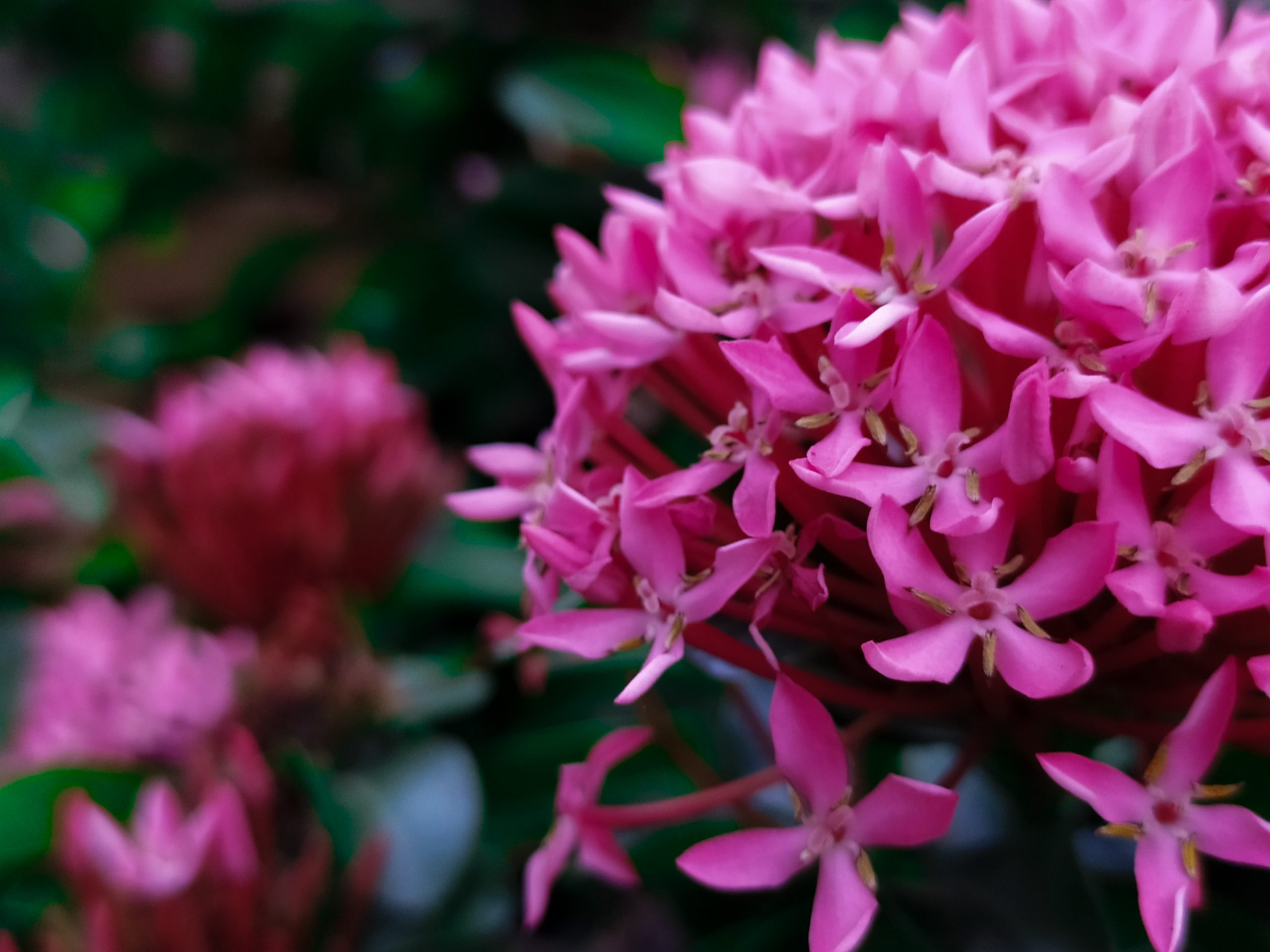 Flowering plant