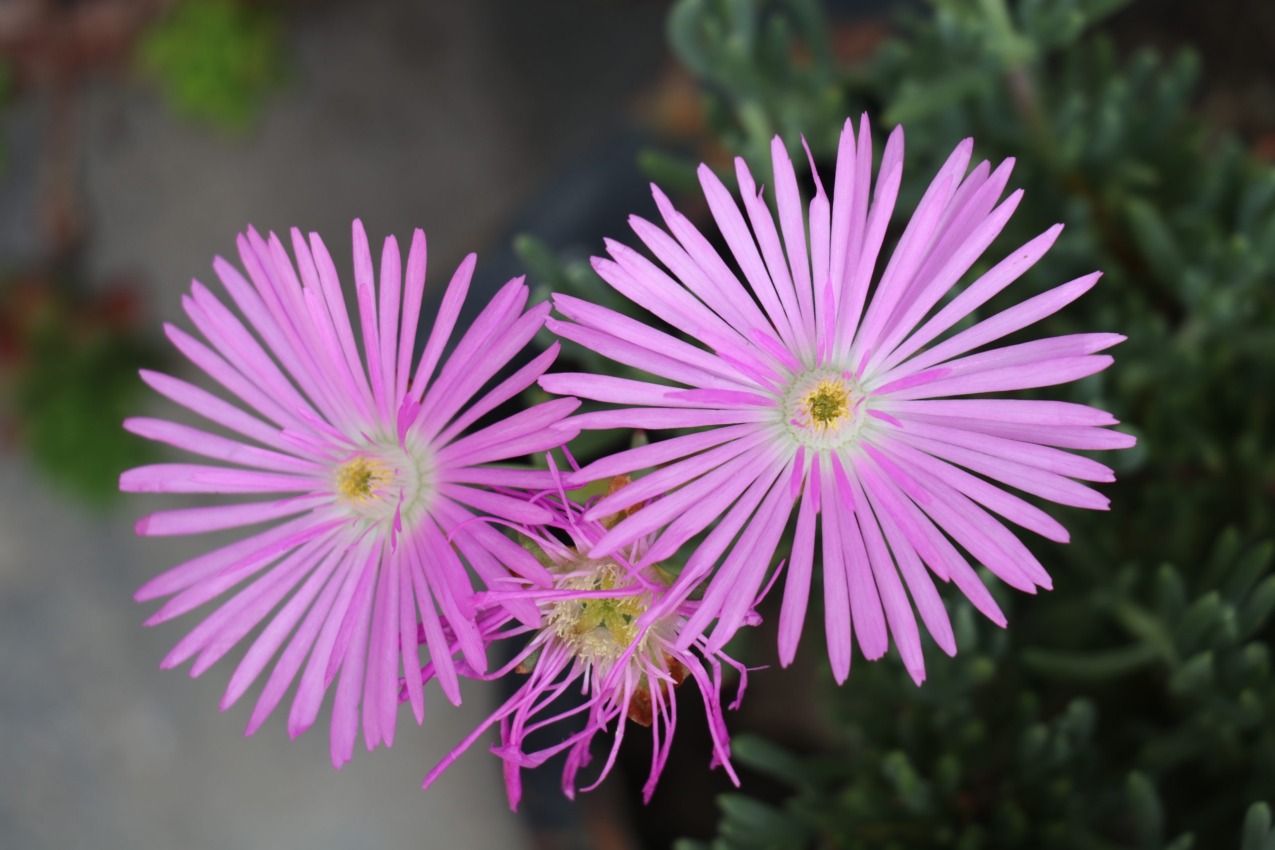 Pink Flowers