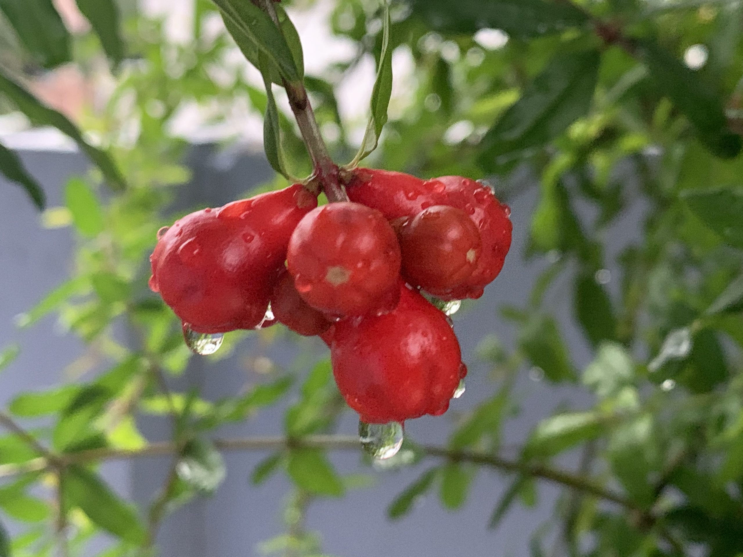 Pomegranate buds with rain drops
