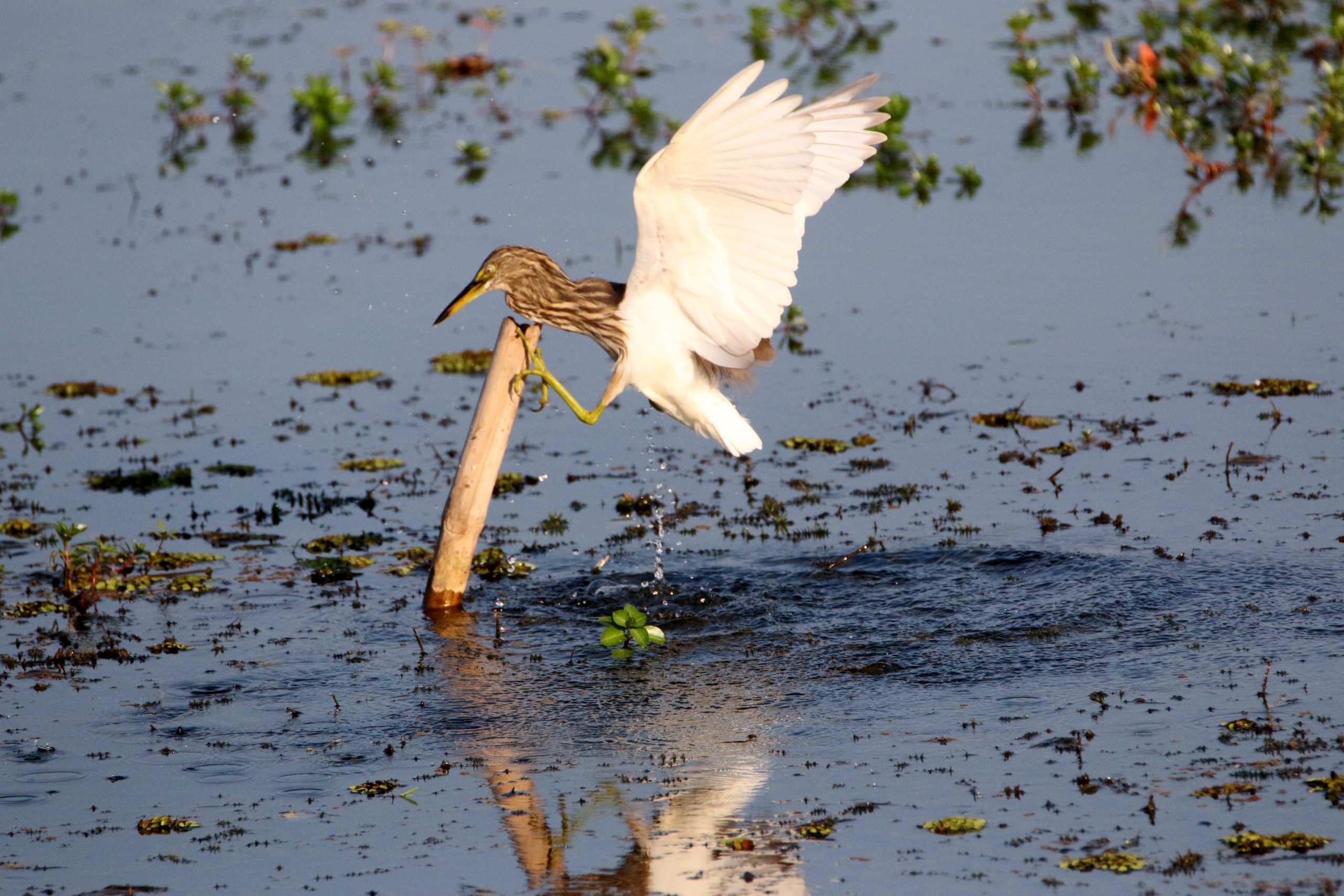 bird in a pond