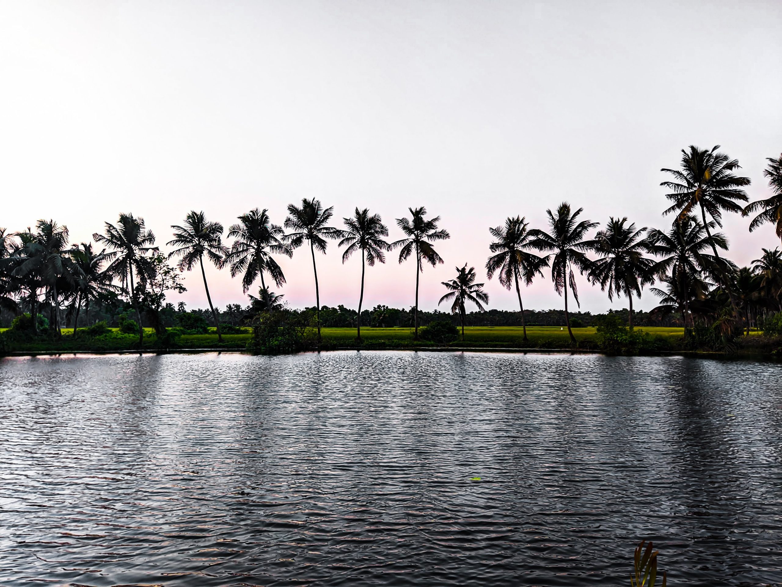 Pond and Coconut Trees